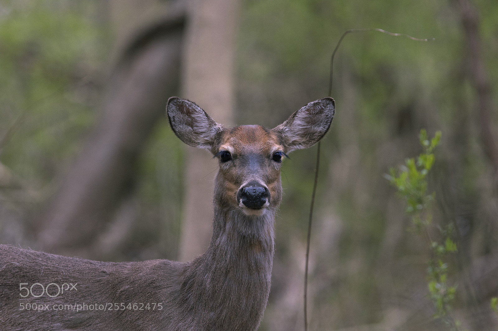Canon EOS 7D Mark II sample photo. X photography