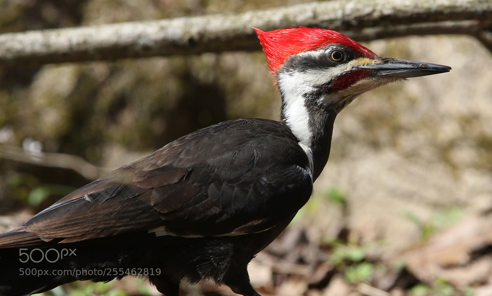 Canon EOS 7D Mark II sample photo. Cta photography