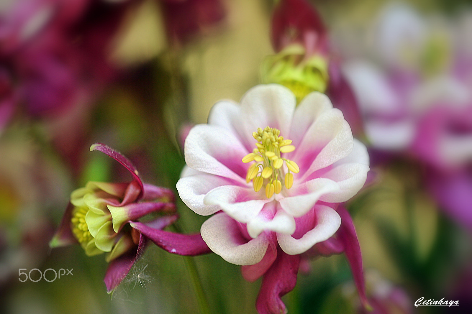 Nikon D700 + Sigma 150mm F2.8 EX DG Macro HSM sample photo. Spring colour photography