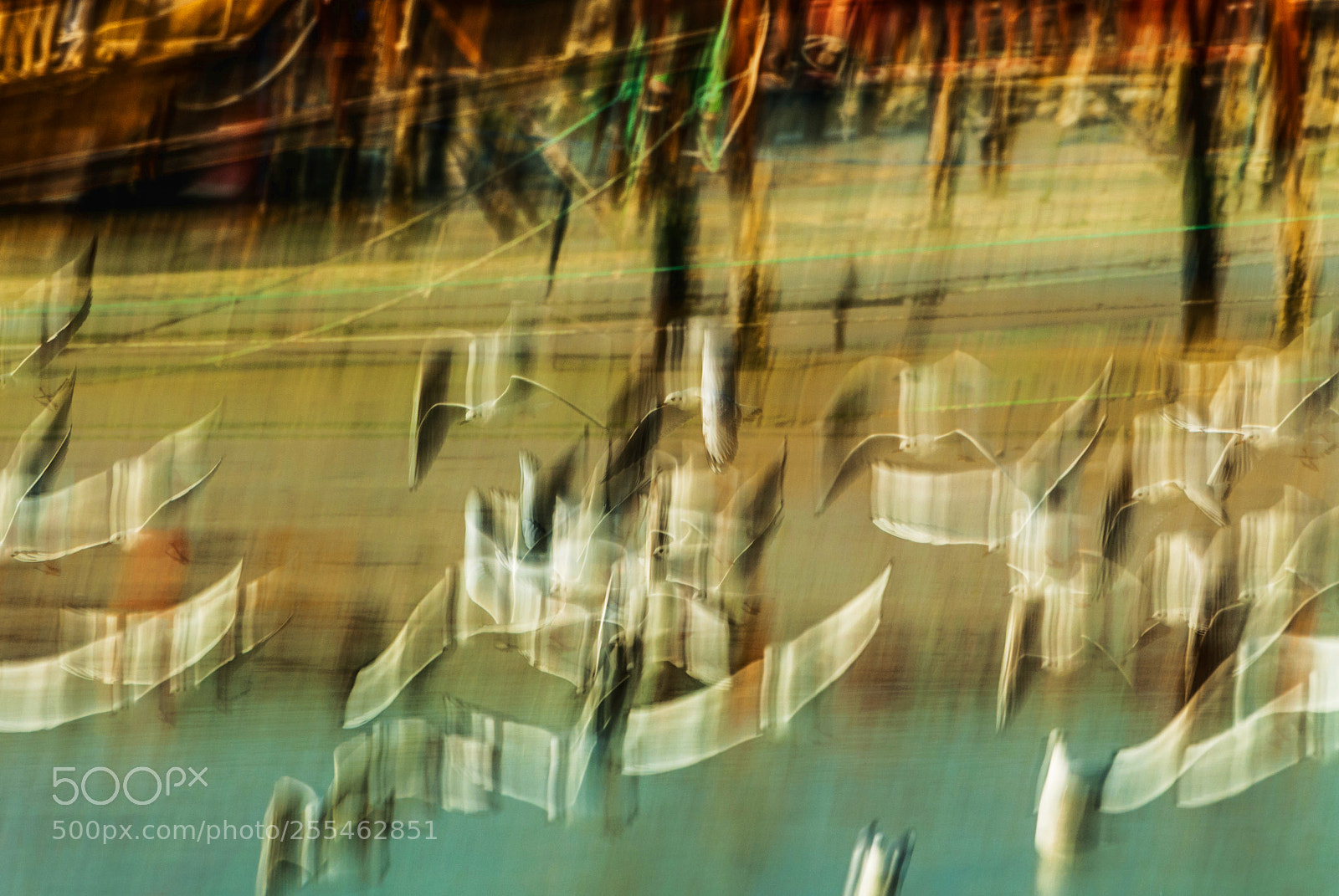 Nikon D200 sample photo. Seagulls #1 photography