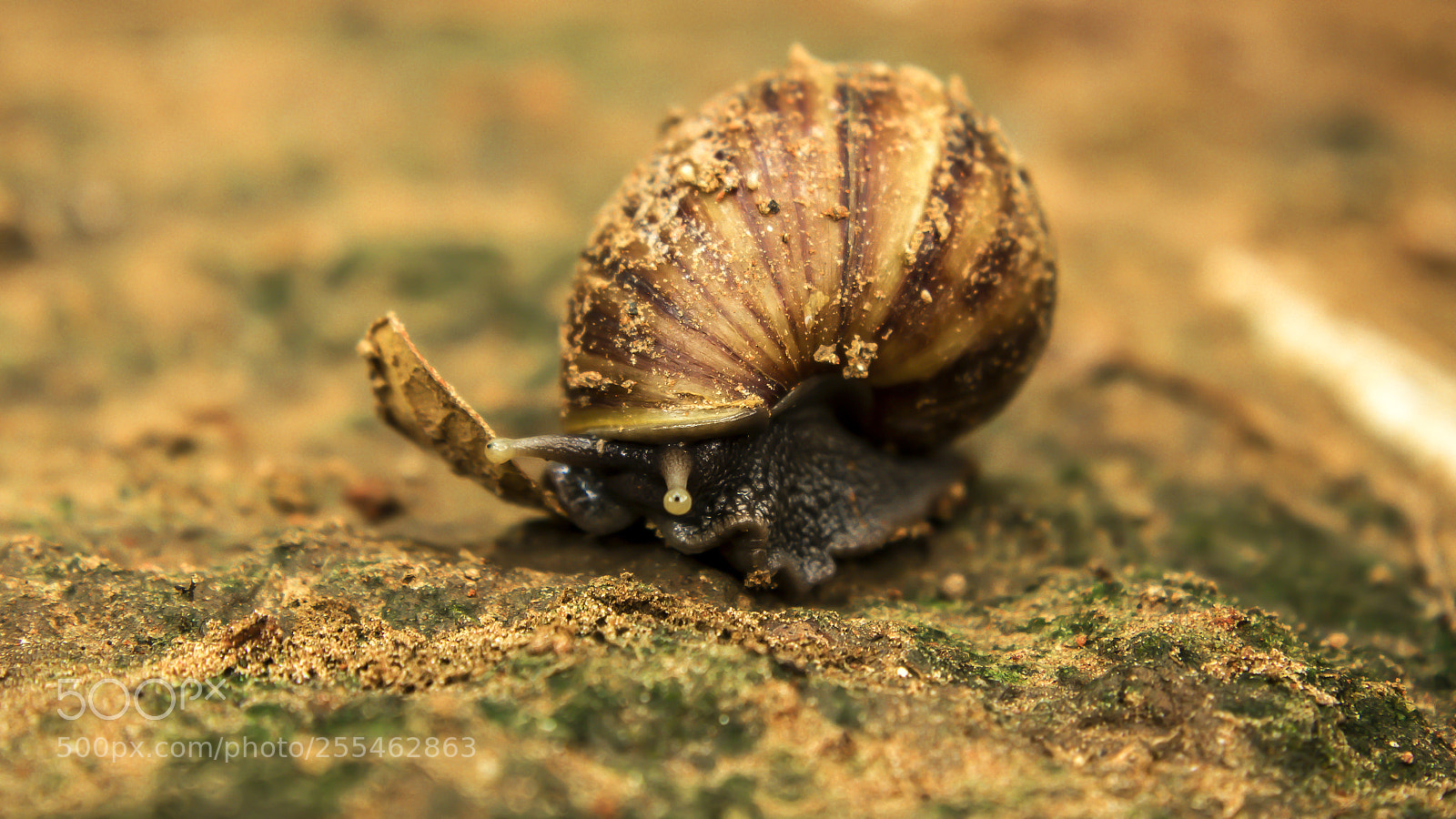 Canon EOS 600D (Rebel EOS T3i / EOS Kiss X5) sample photo. Snail photography