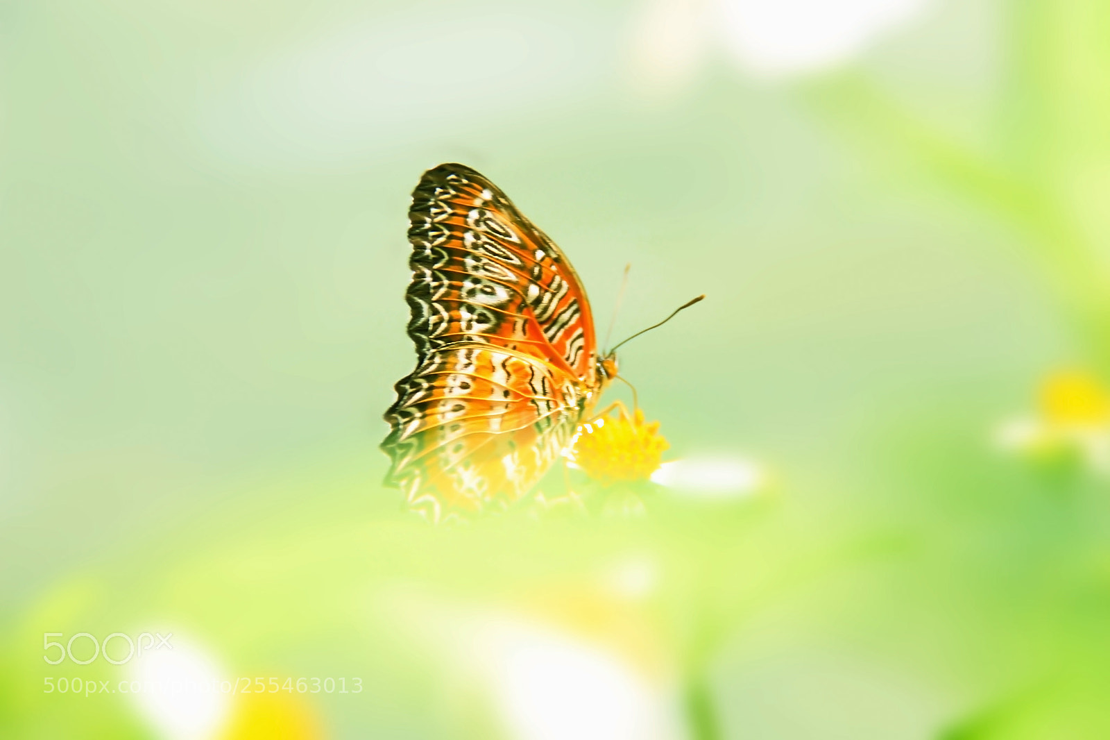 Canon EOS 1100D (EOS Rebel T3 / EOS Kiss X50) sample photo. The butterfly photography