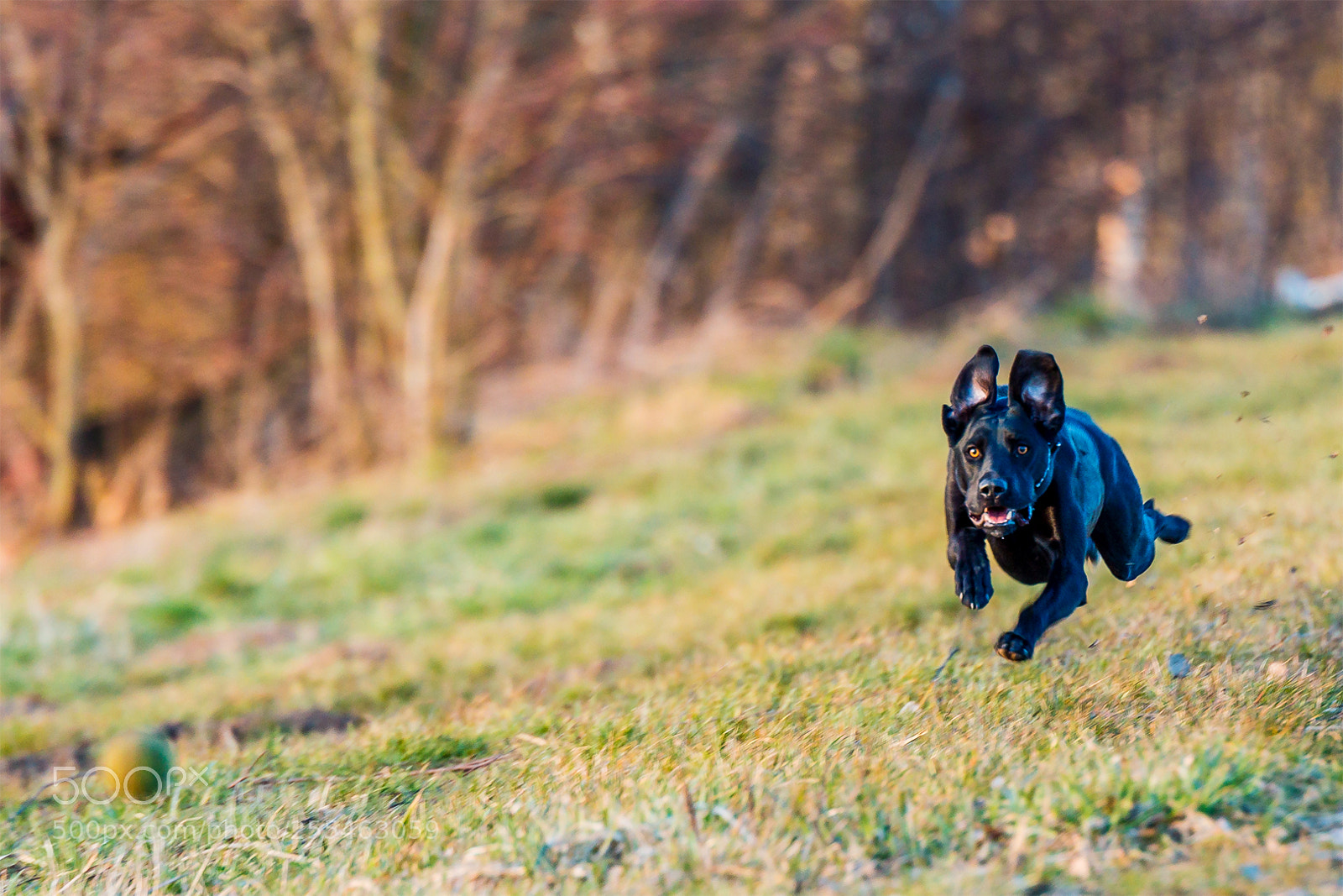 Canon EOS 70D sample photo. Speed photography