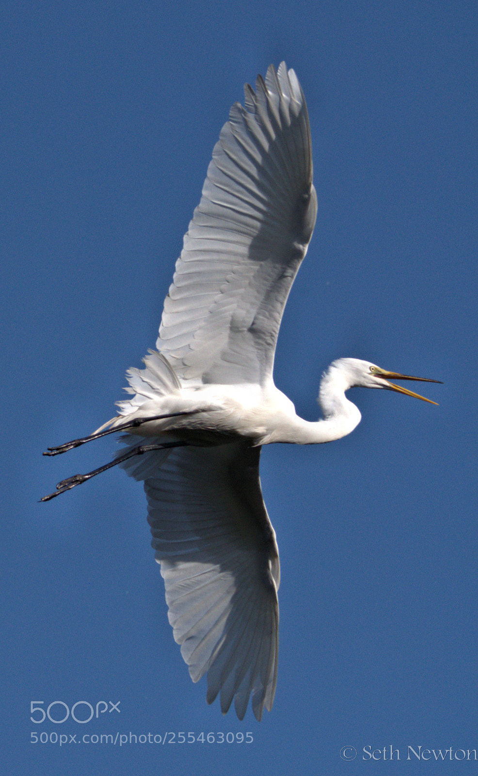 Panasonic Lumix DMC-GH4 sample photo. Fly bird photography
