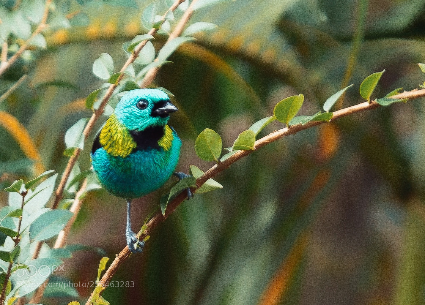 Canon EOS 6D Mark II sample photo. Untitled photography