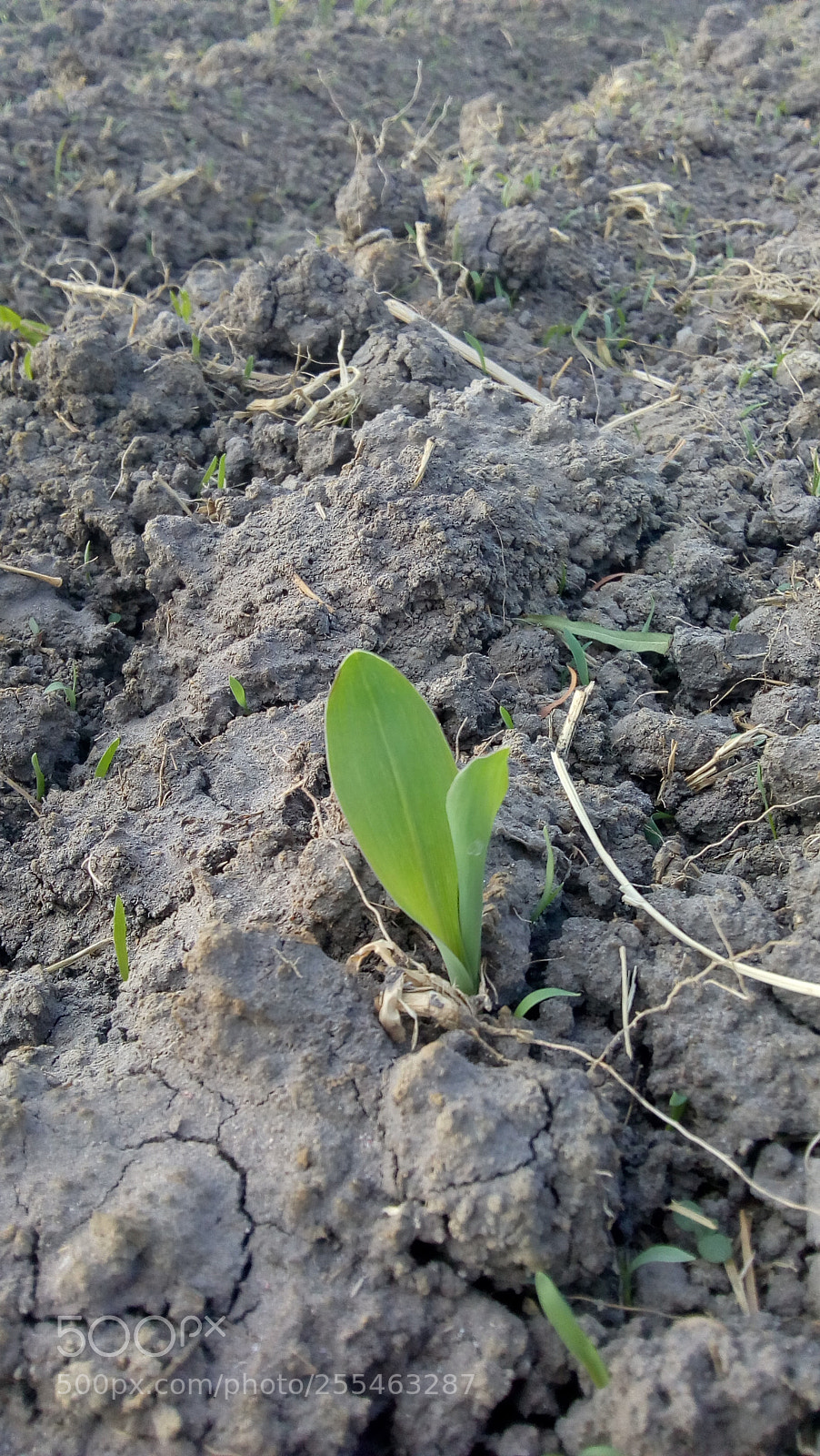 Motorola Moto E4 sample photo. Untitled photography