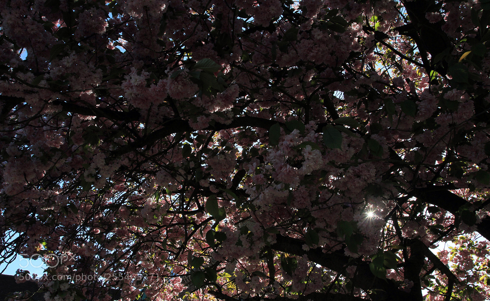 Canon EOS 7D sample photo. Cambridge & the colleges photography