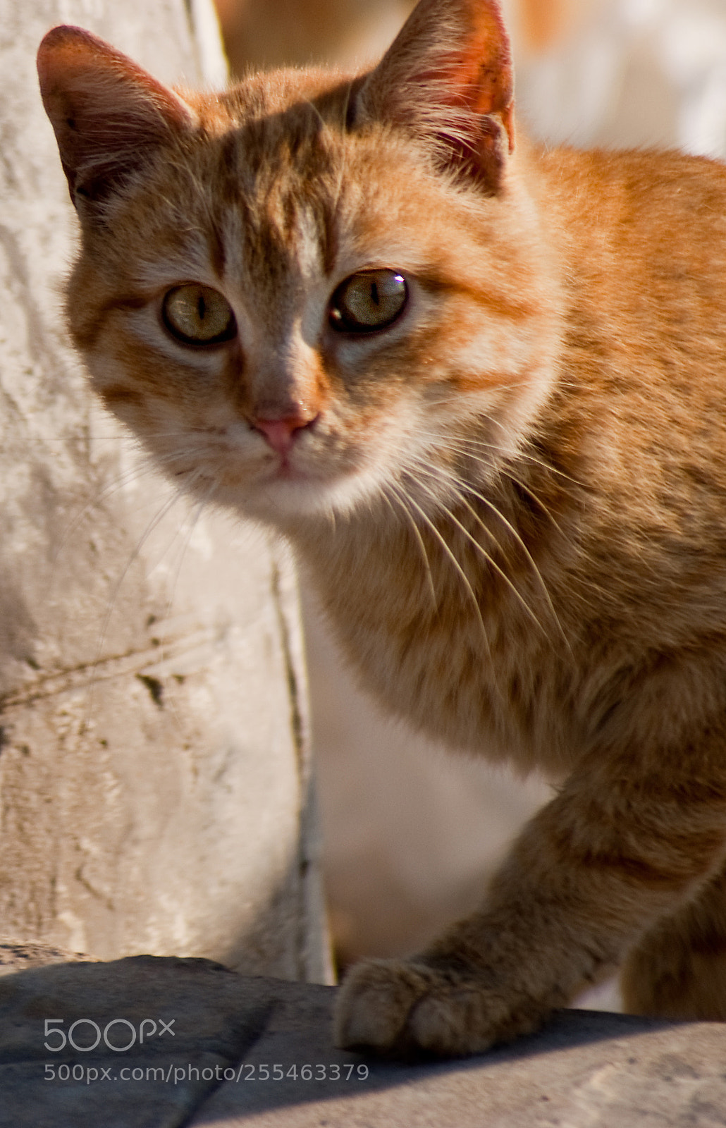 Sony Alpha DSLR-A200 sample photo. Asil kedi - noble photography