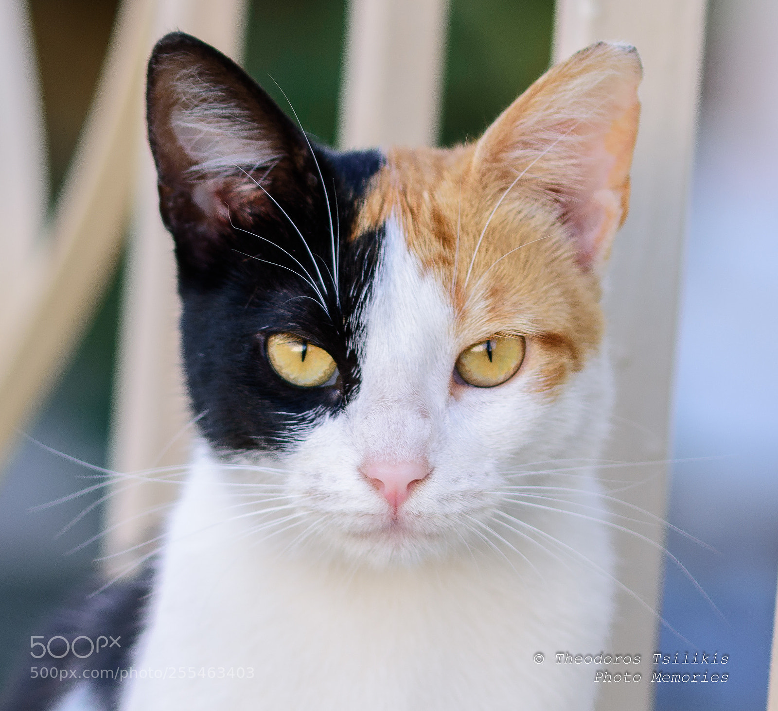 Nikon D7200 sample photo. Cute kitty photography