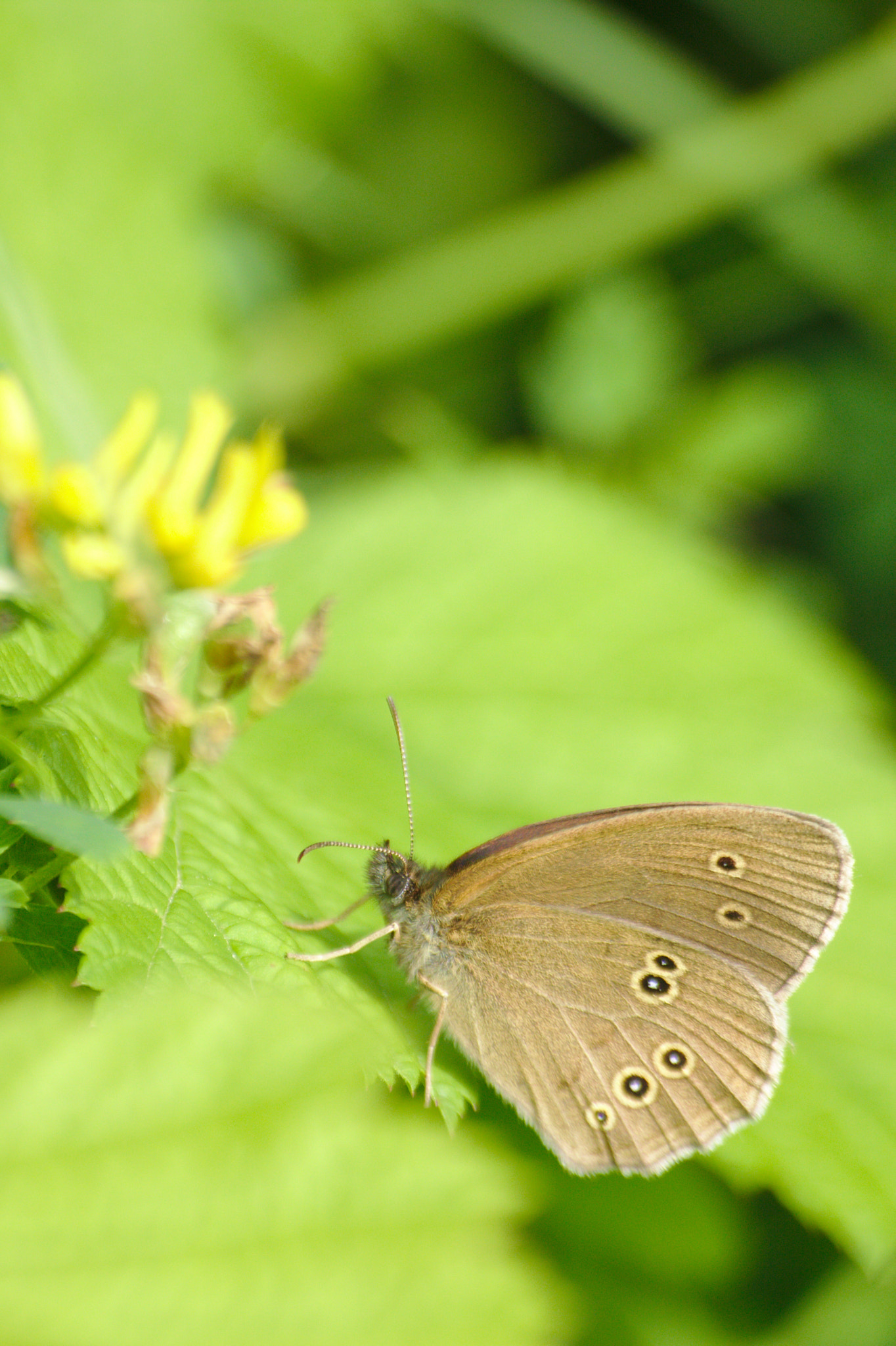 Sigma 70-300mm F4-5.6 APO DG Macro sample photo. Aphantopus hyperantus photography