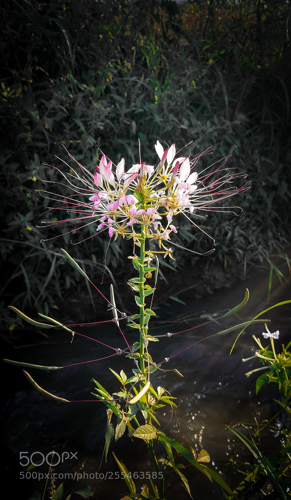 Samsung Galaxy S7 Edge sample photo. Brilla con luz propia. photography