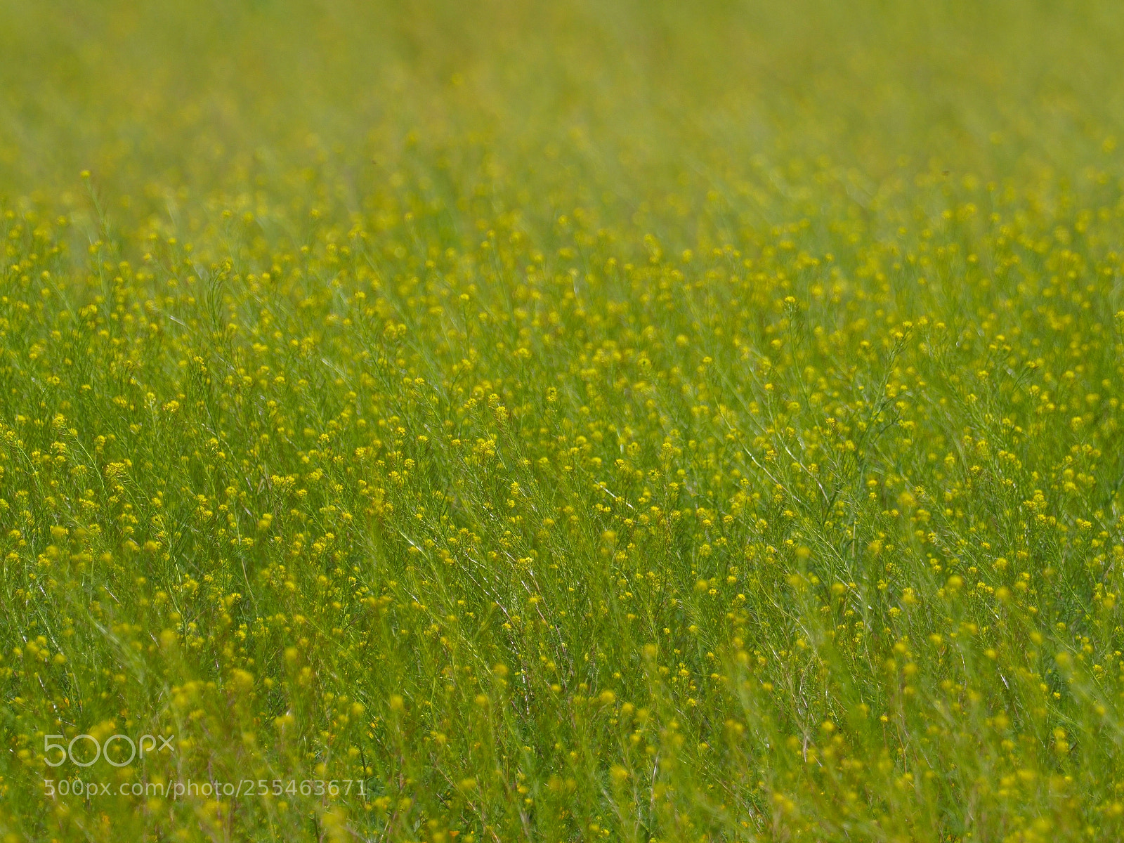 Olympus OM-D E-M1 Mark II sample photo. Yellow & green photography
