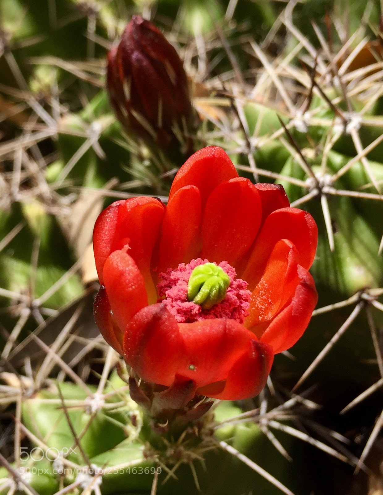 Apple iPhone 6 Plus sample photo. Redux, hill country cactus photography