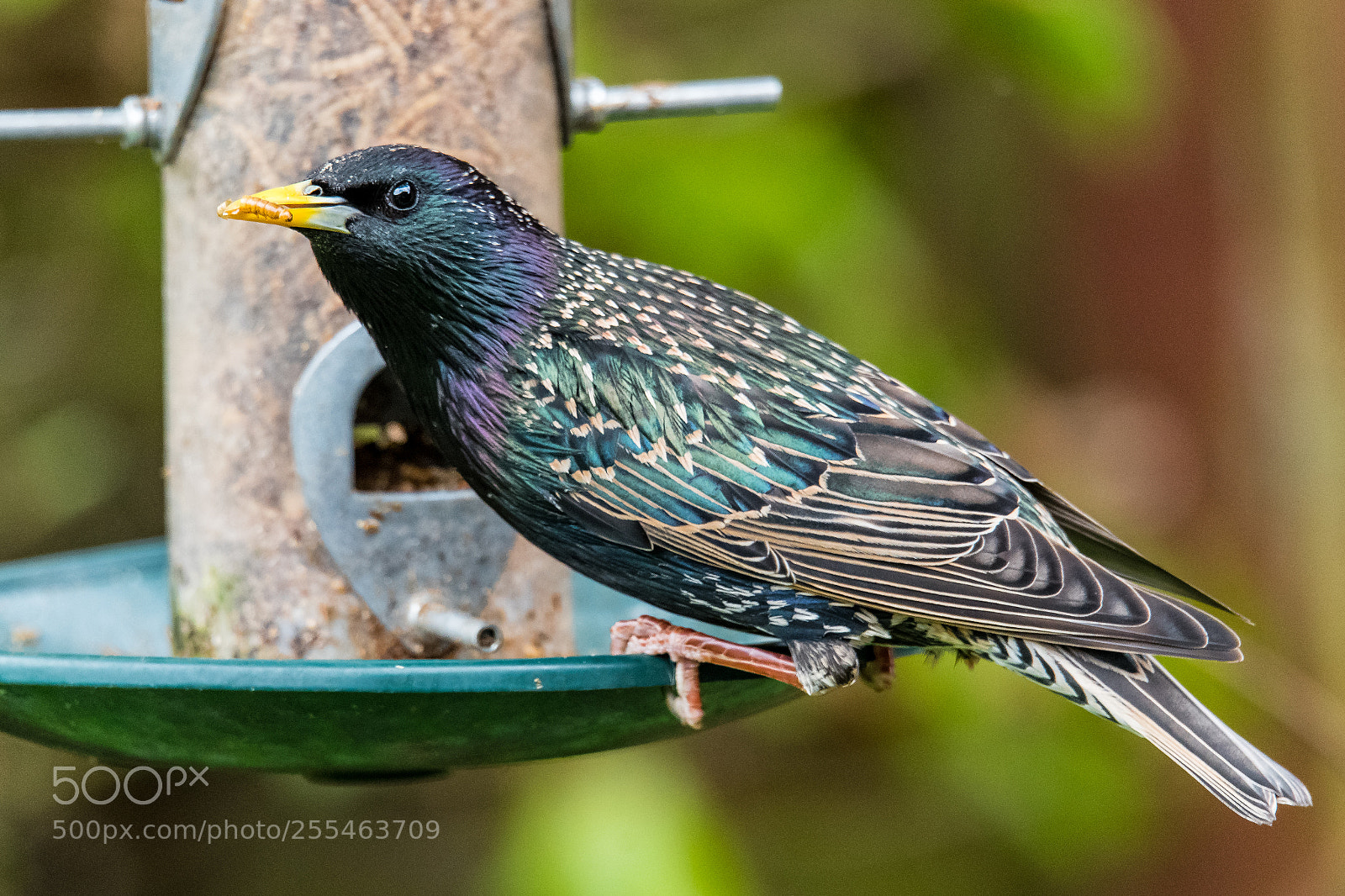Nikon D850 sample photo. The mealworm photography