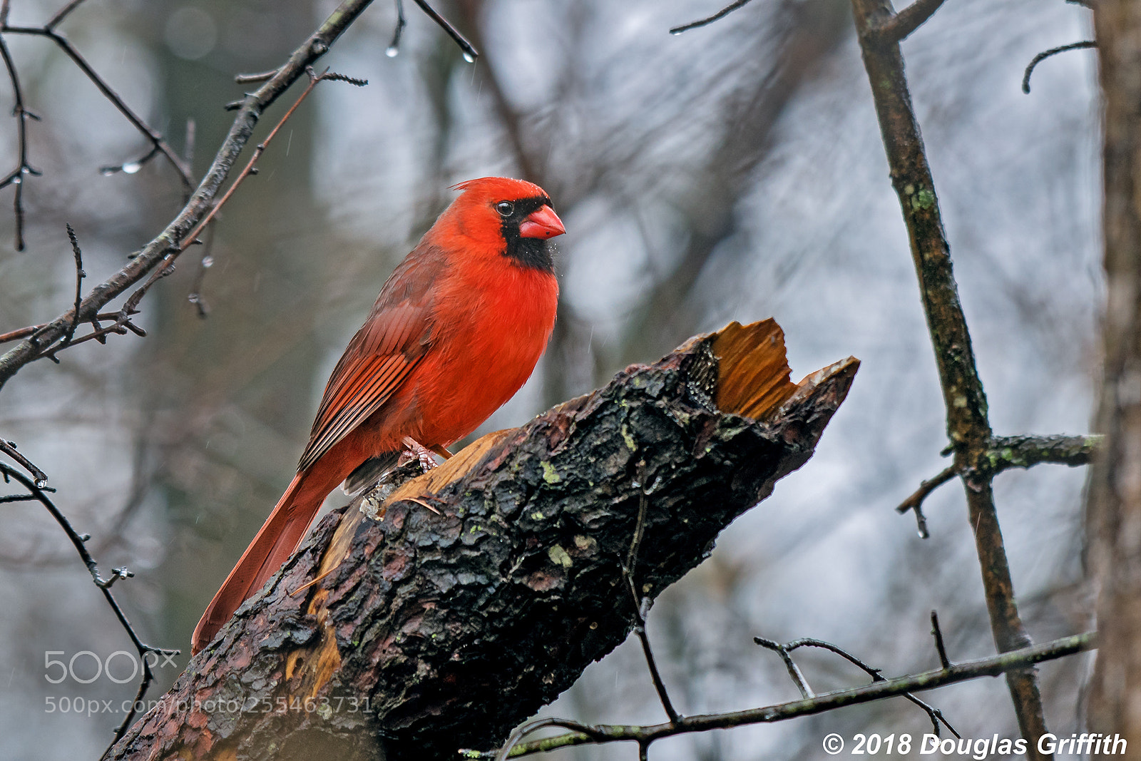 Nikon D500 sample photo. Male northern cardinal cardinalis photography