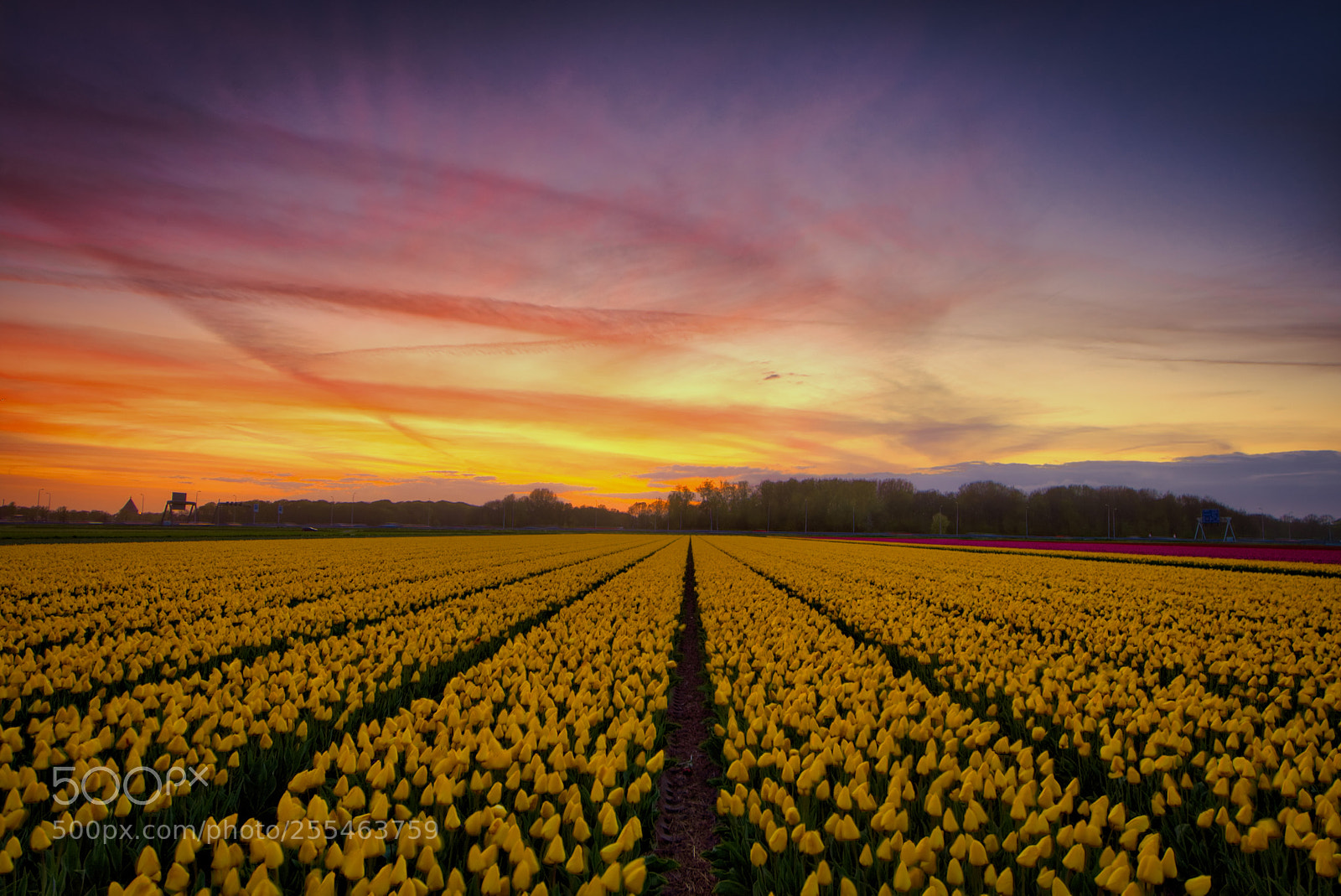 Nikon D7200 sample photo. Yellow mellow photography