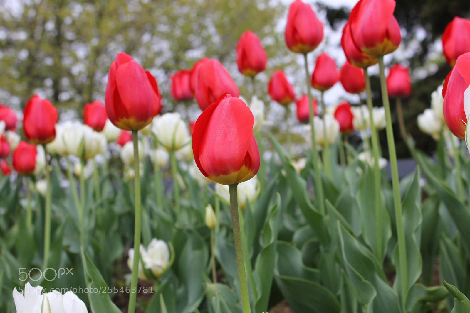 Canon EOS 550D (EOS Rebel T2i / EOS Kiss X4) sample photo. Tulips edward's gardens, toronto photography