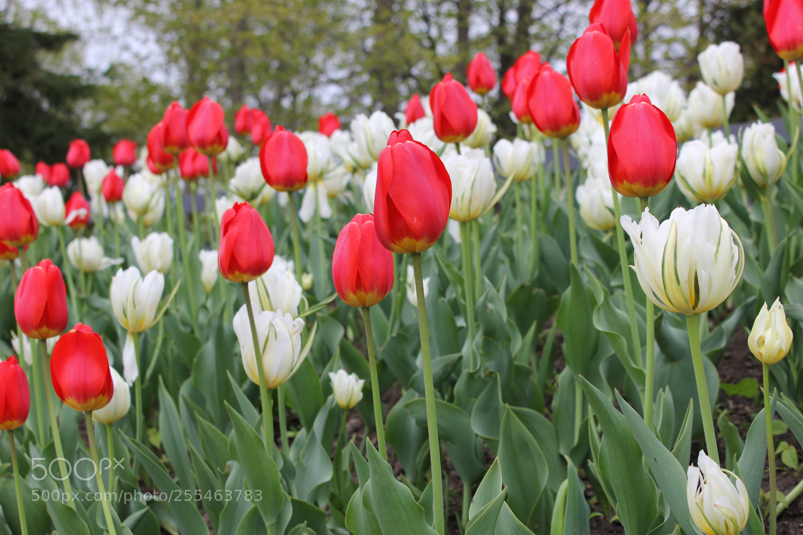 Canon EOS 550D (EOS Rebel T2i / EOS Kiss X4) sample photo. Tulips edward's gardens, toronto photography