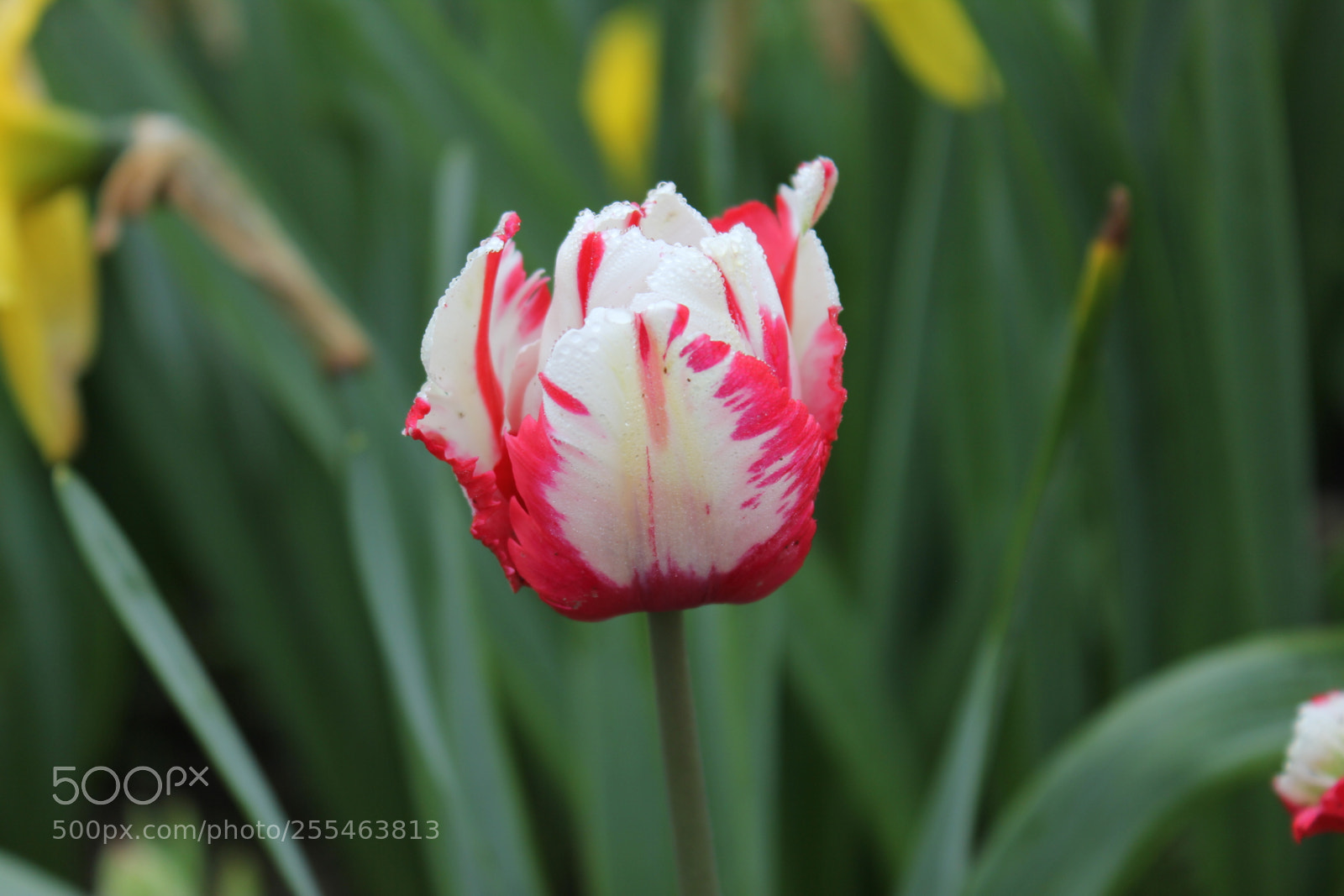 Canon EOS 550D (EOS Rebel T2i / EOS Kiss X4) sample photo. Tulips edward's gardens, toronto photography