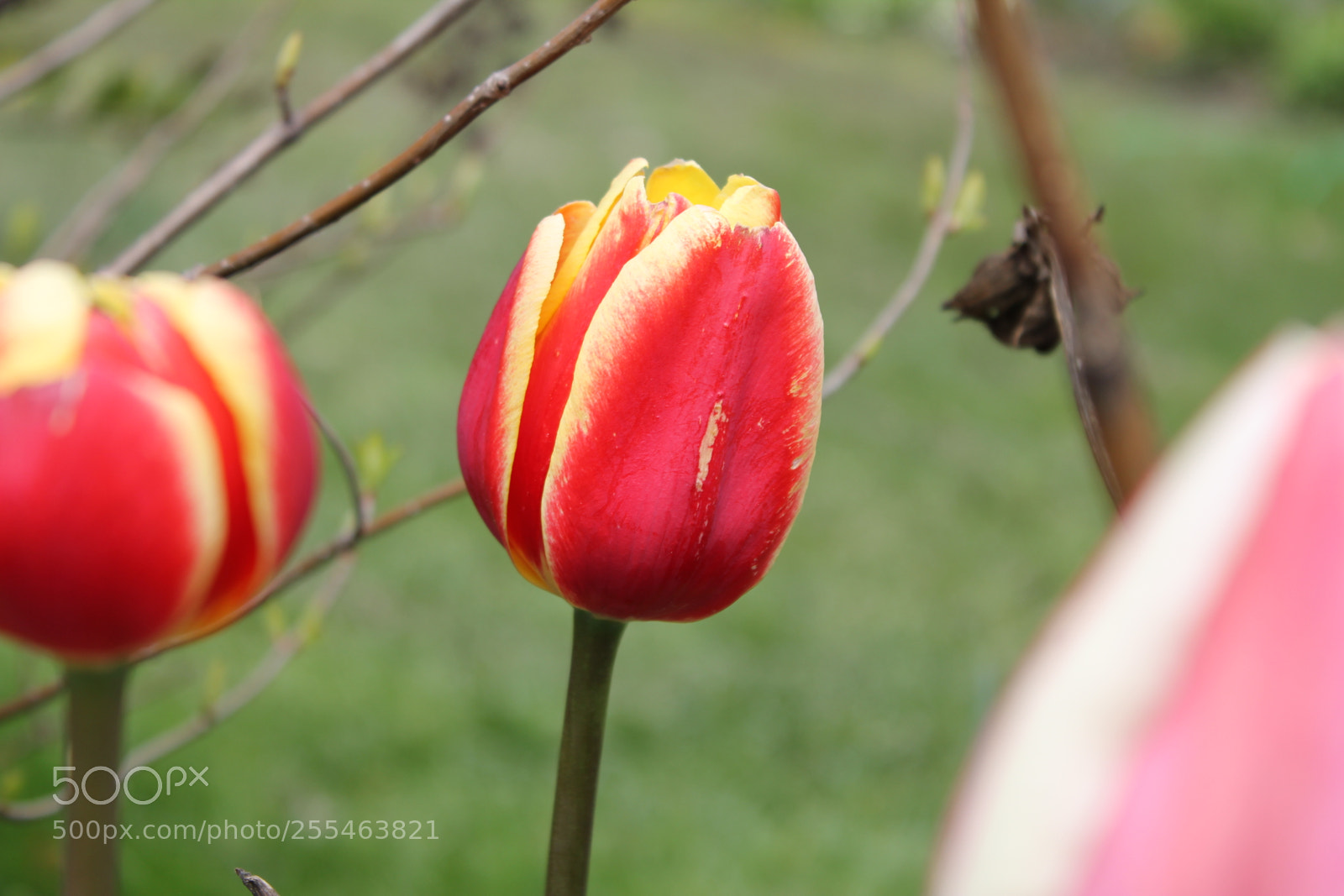 Canon EOS 550D (EOS Rebel T2i / EOS Kiss X4) sample photo. Tulips edward's gardens, toronto photography