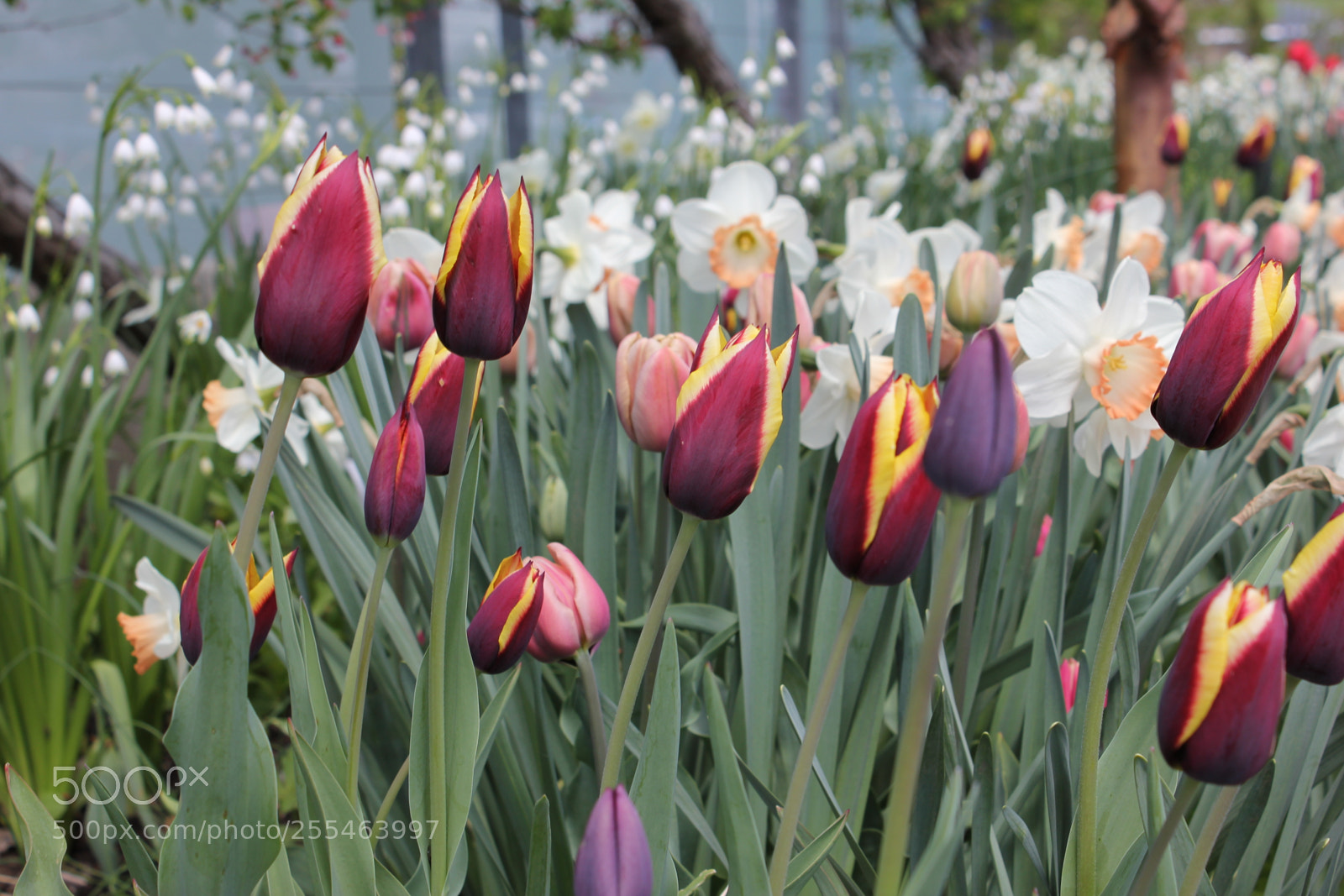 Canon EOS 550D (EOS Rebel T2i / EOS Kiss X4) sample photo. Tulips edward's gardens, toronto photography