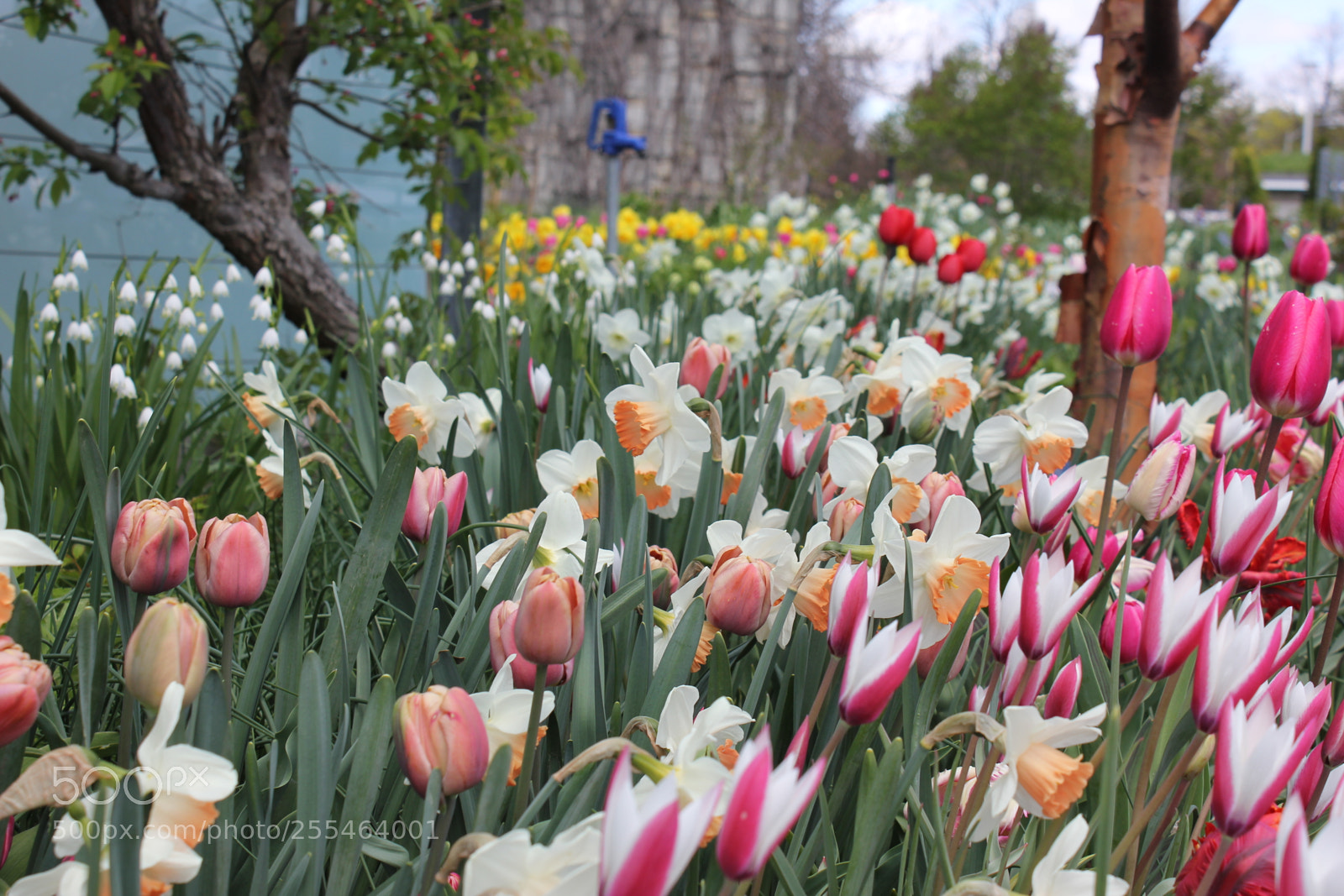 Canon EOS 550D (EOS Rebel T2i / EOS Kiss X4) sample photo. Tulips edward's gardens, toronto photography