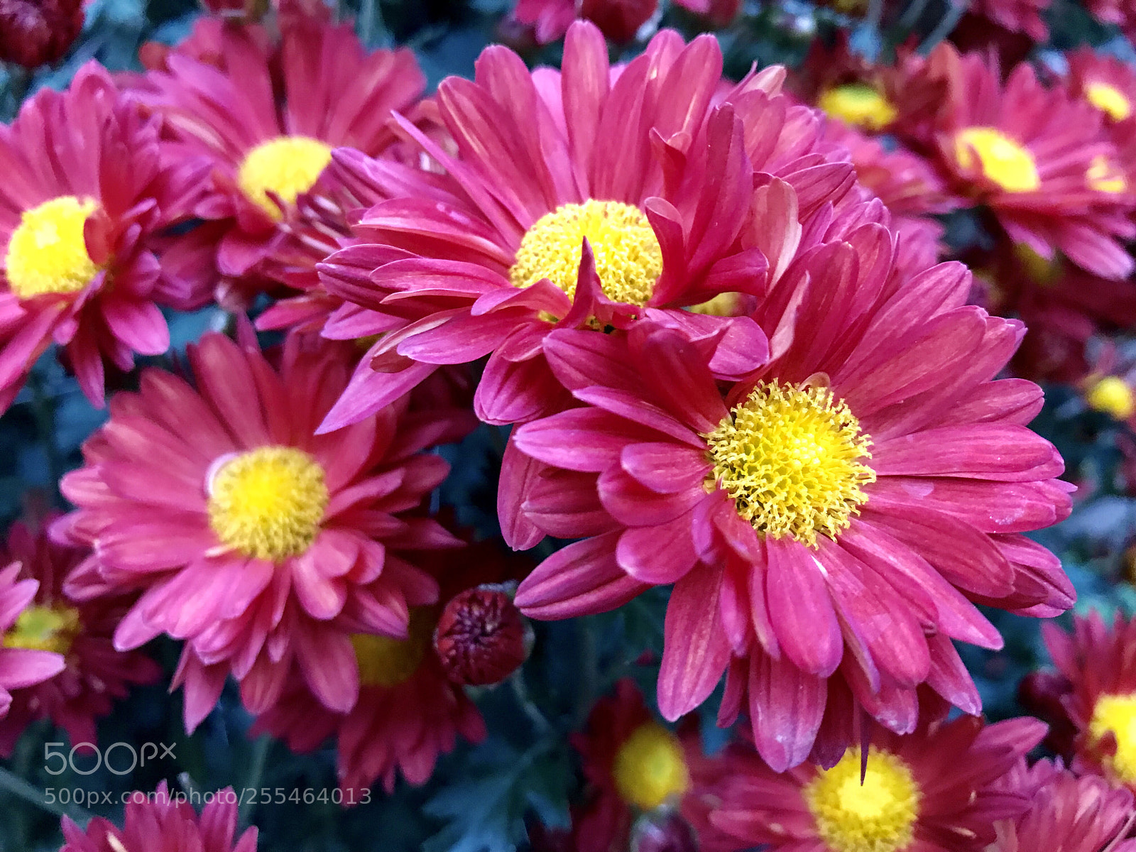 Apple iPhone 7 Plus sample photo. Spring flowers photography