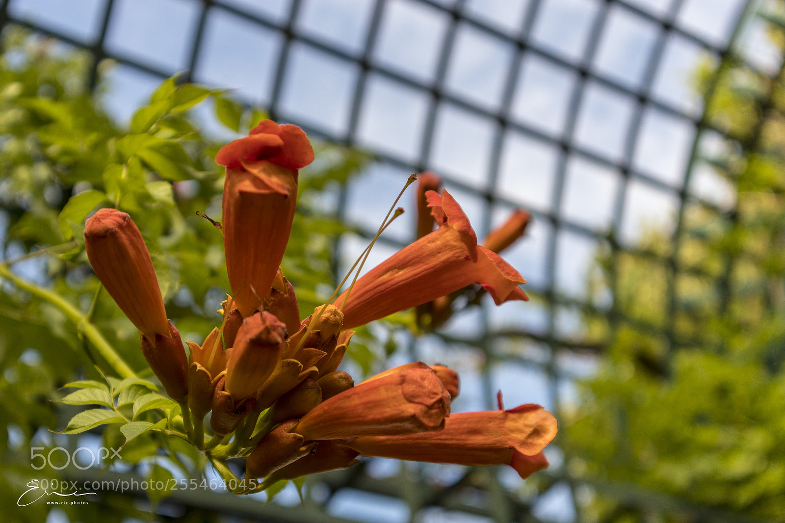 Canon EOS M5 sample photo. 2017-07-11 promenade plant e photography