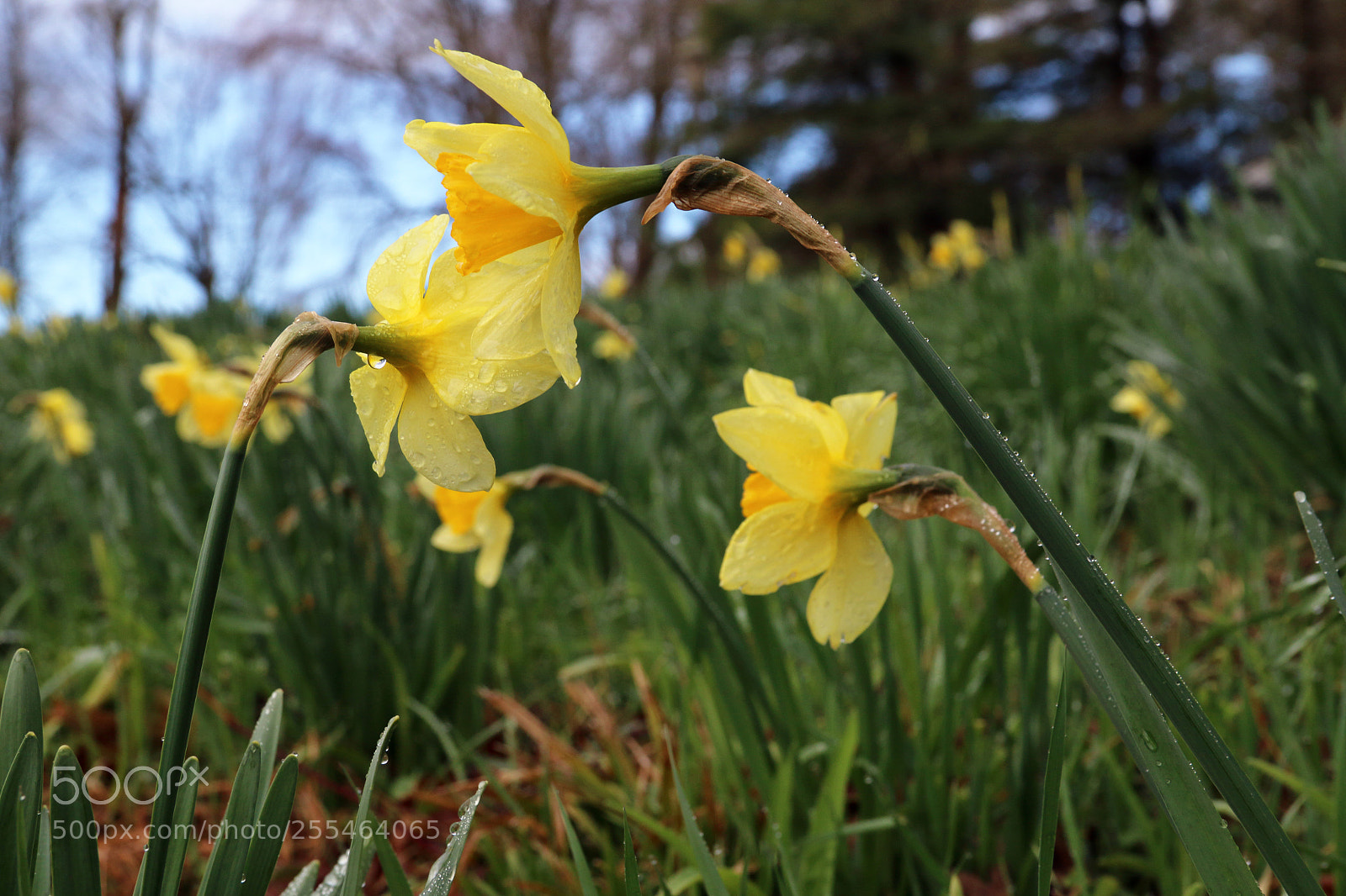 Canon EF-S 18-135mm F3.5-5.6 IS sample photo. Wet daffodils photography