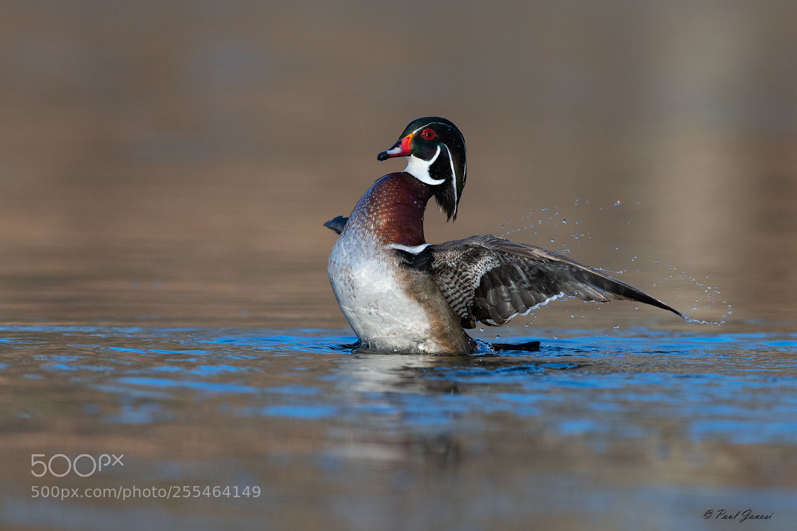 Nikon D850 sample photo. Wood duck drake wing photography