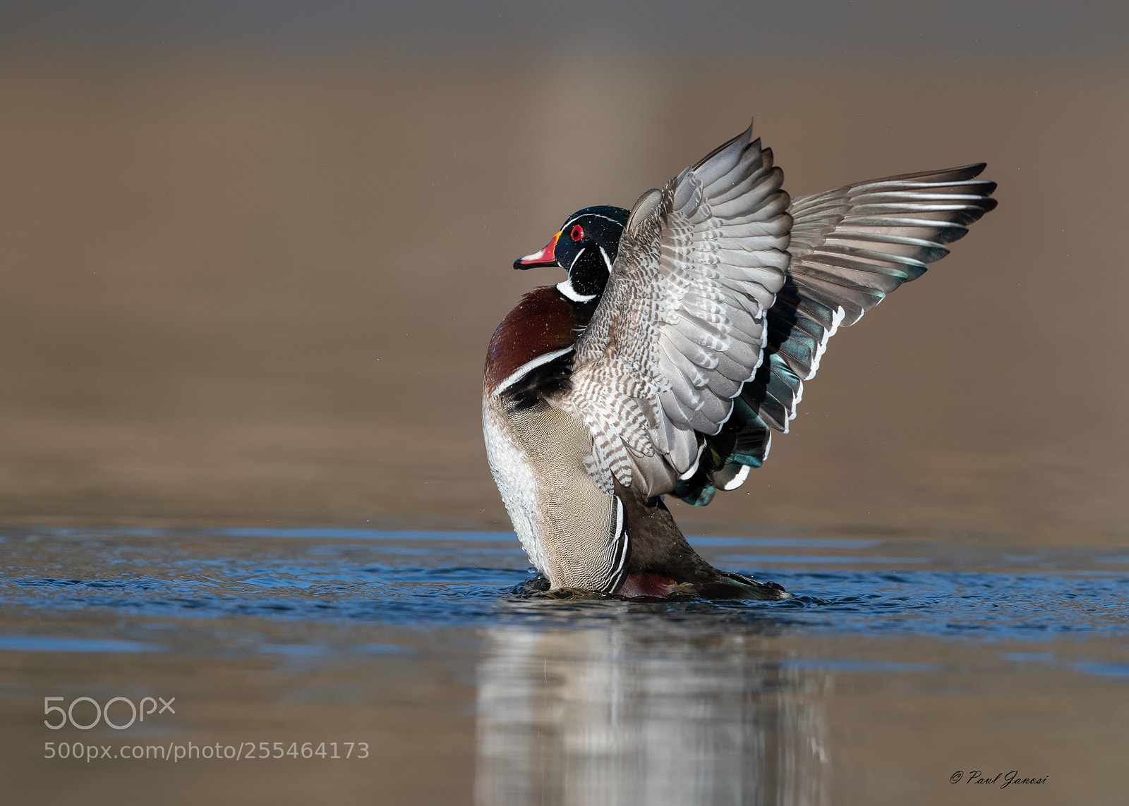 Nikon D850 sample photo. Wood duck drake wing photography
