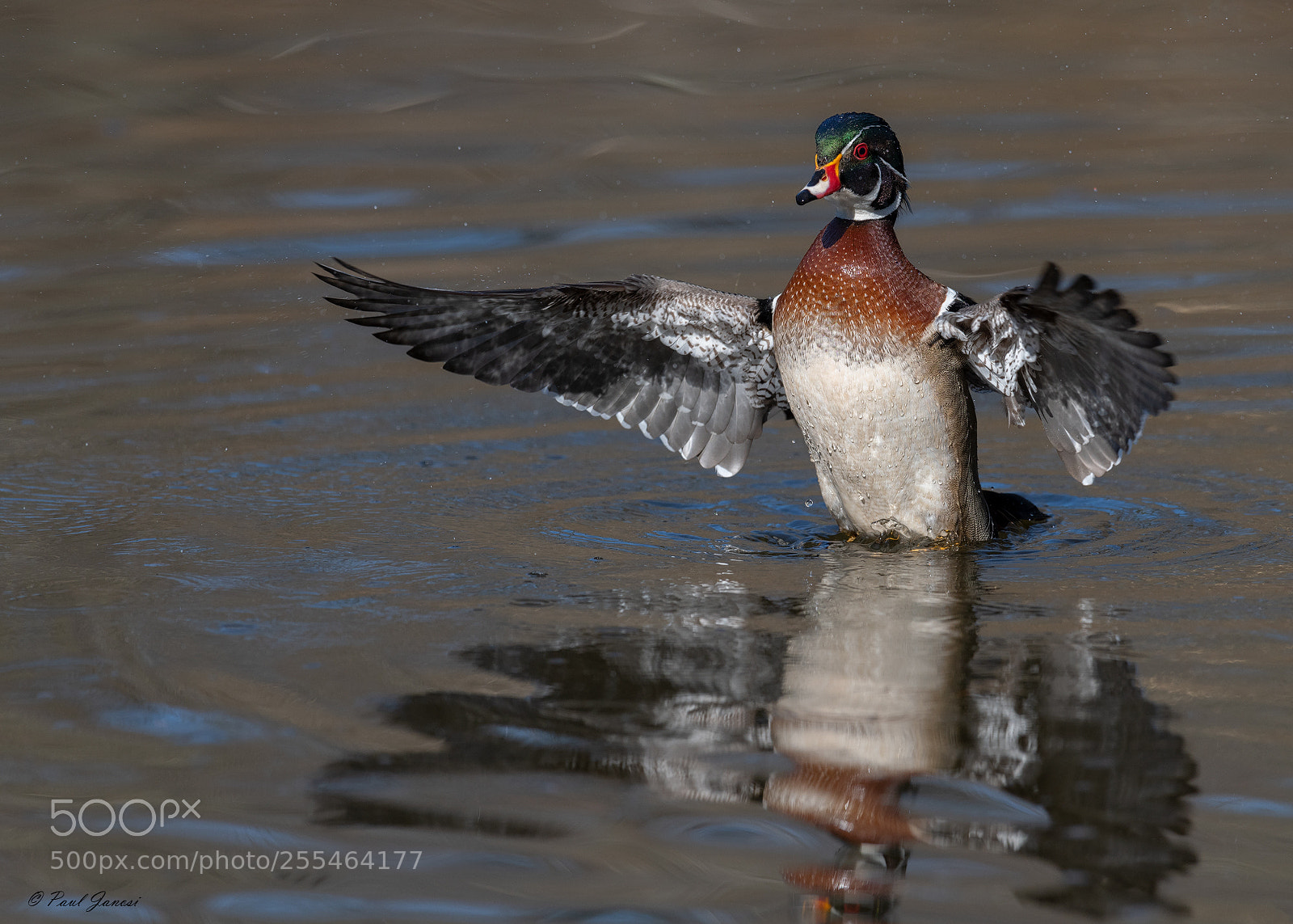 Nikon D850 sample photo. Wood duck drake wing photography