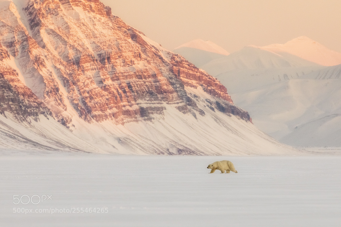 Canon EOS 5D Mark IV sample photo. Polar bear photography