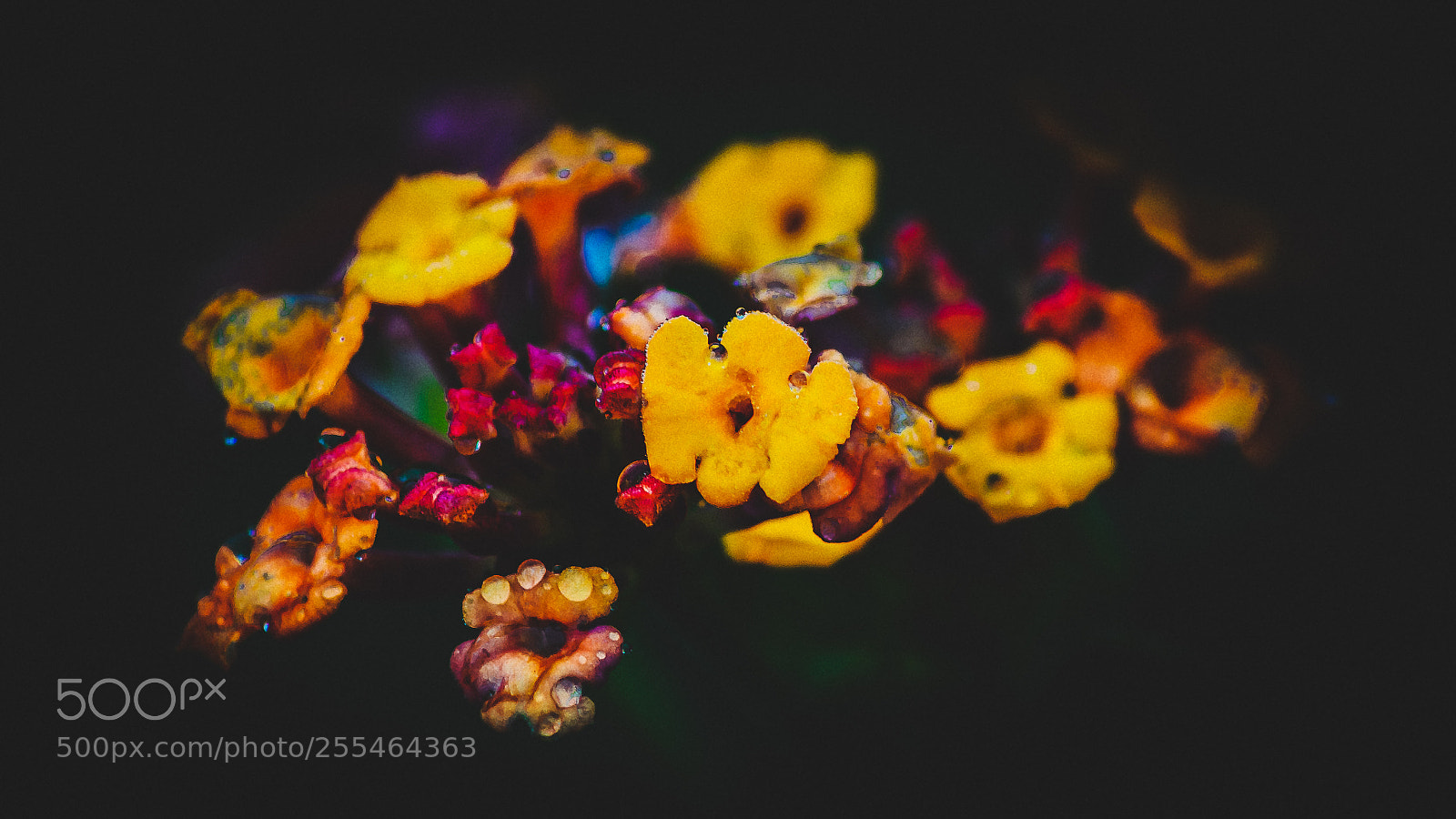 Nikon D3100 sample photo. Moody flower photography