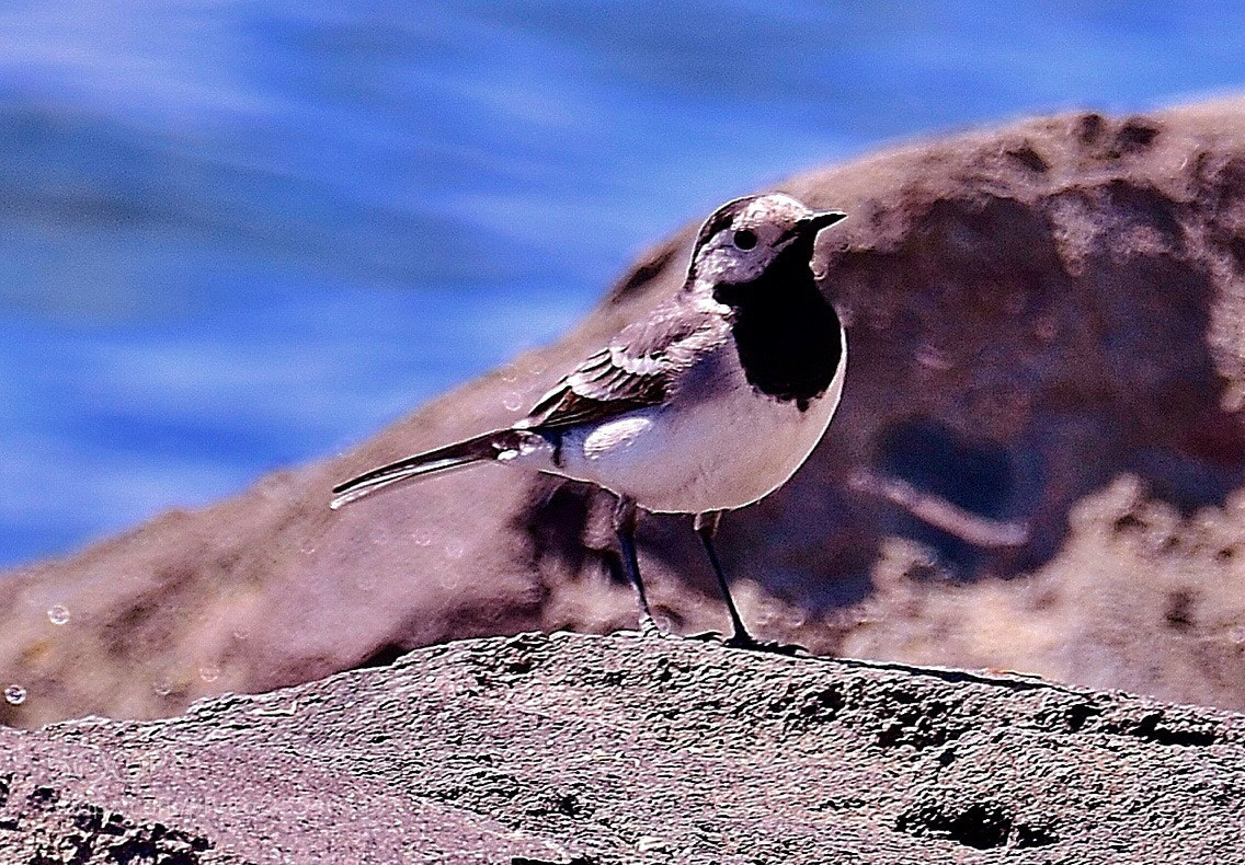 Nikon D7000 sample photo. Cute bird photography