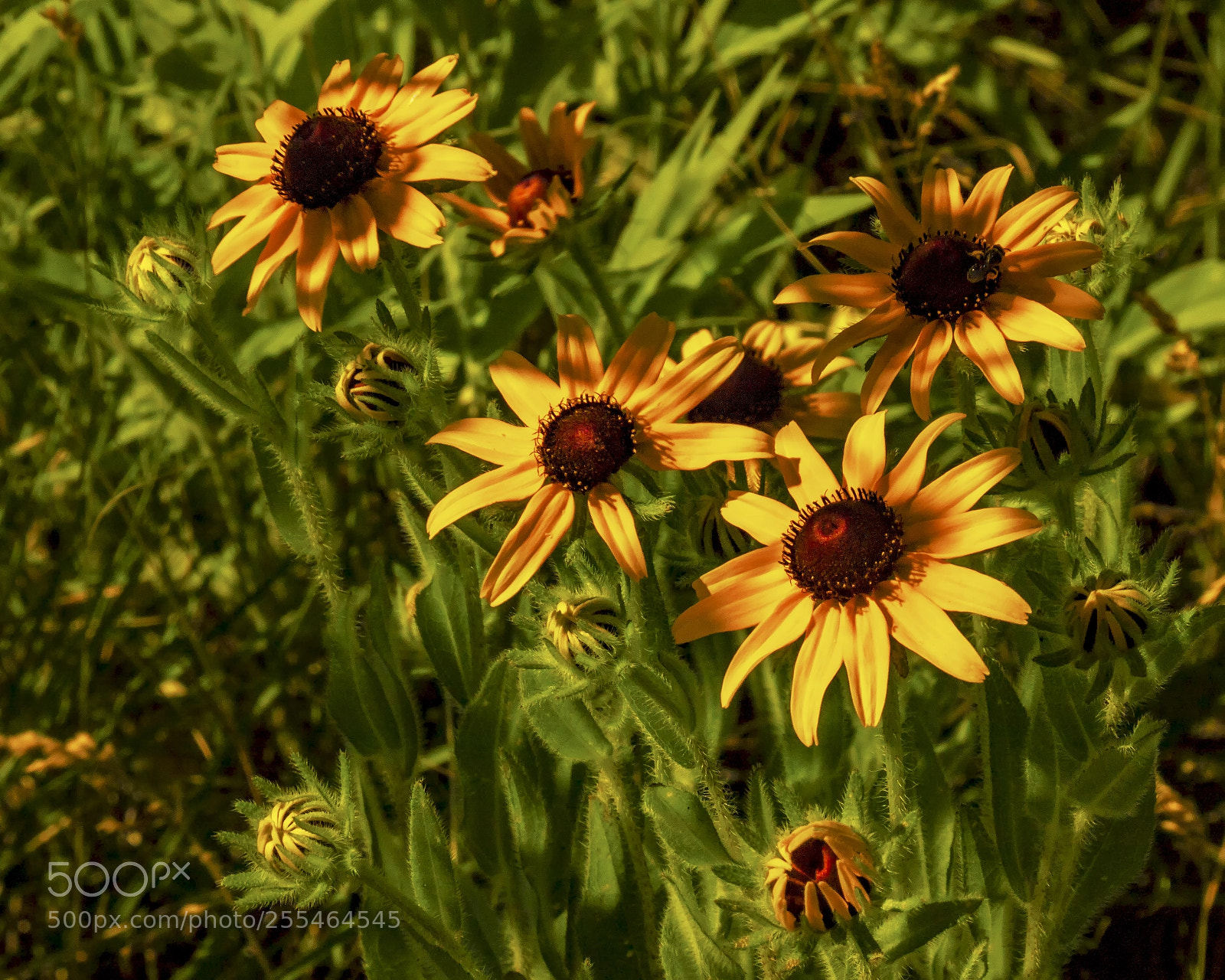 Canon EOS 760D (EOS Rebel T6s / EOS 8000D) sample photo. Chorus of black-eyed susans photography