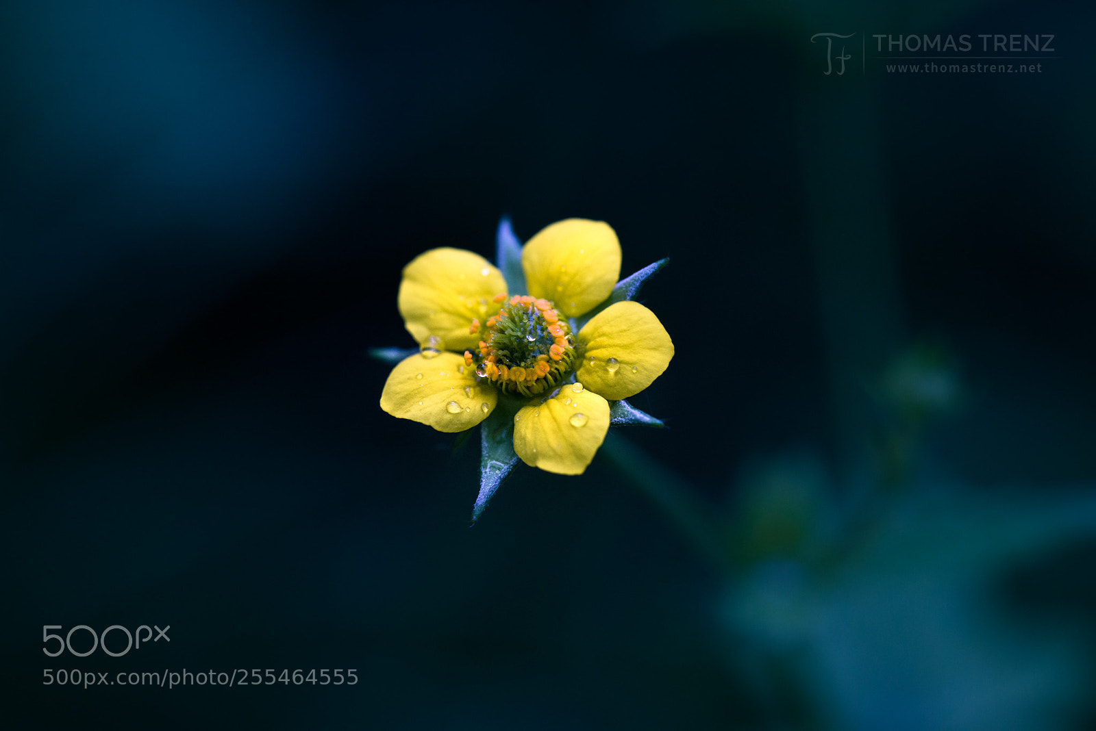 Nikon D600 sample photo. Yellow star photography