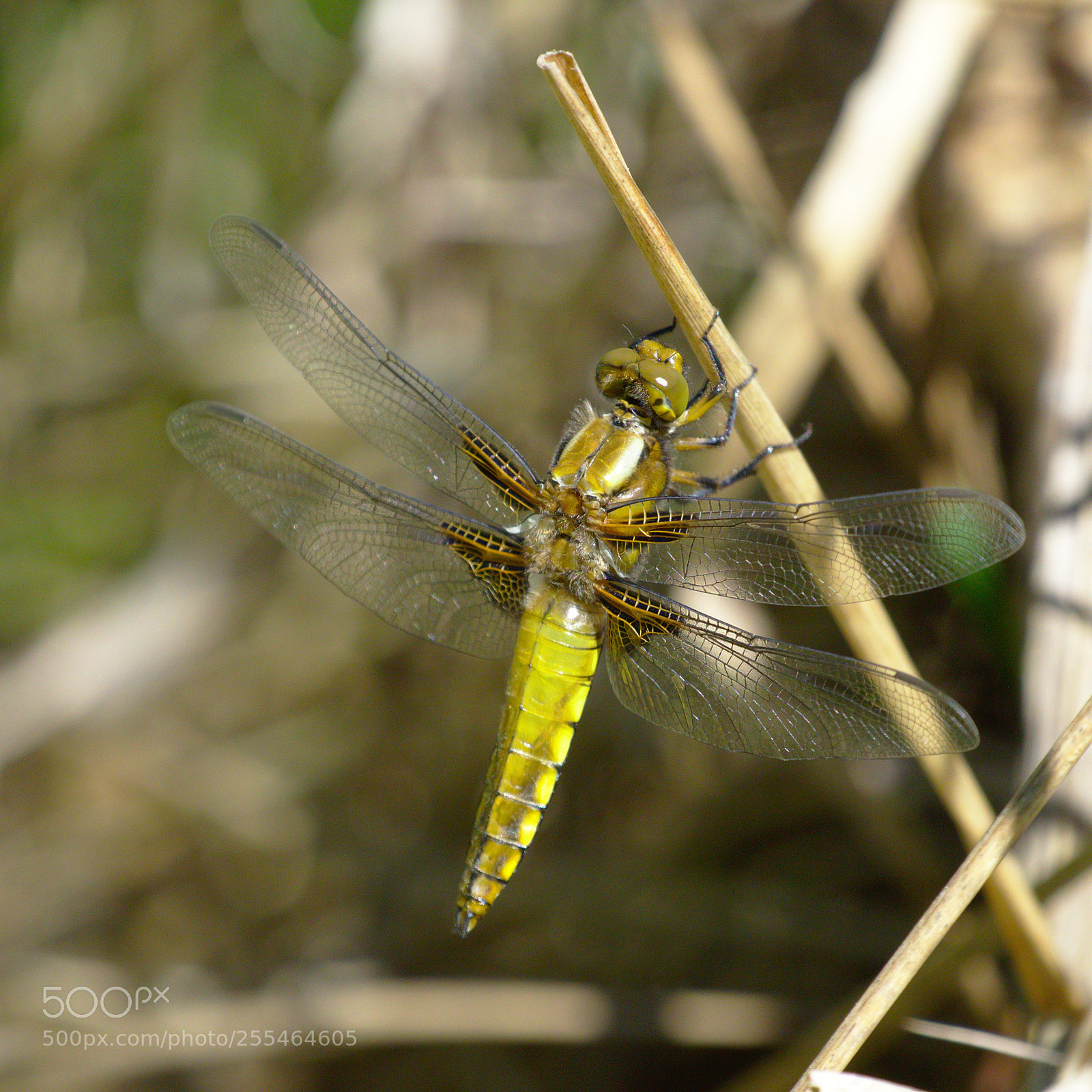 Olympus OM-D E-M10 sample photo. Golden dragonfly photography
