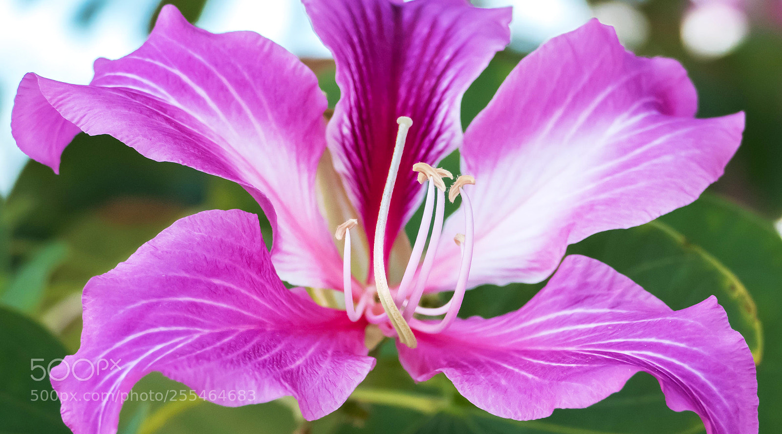 Panasonic Lumix DMC-FZ1000 sample photo. Mostly purple photography