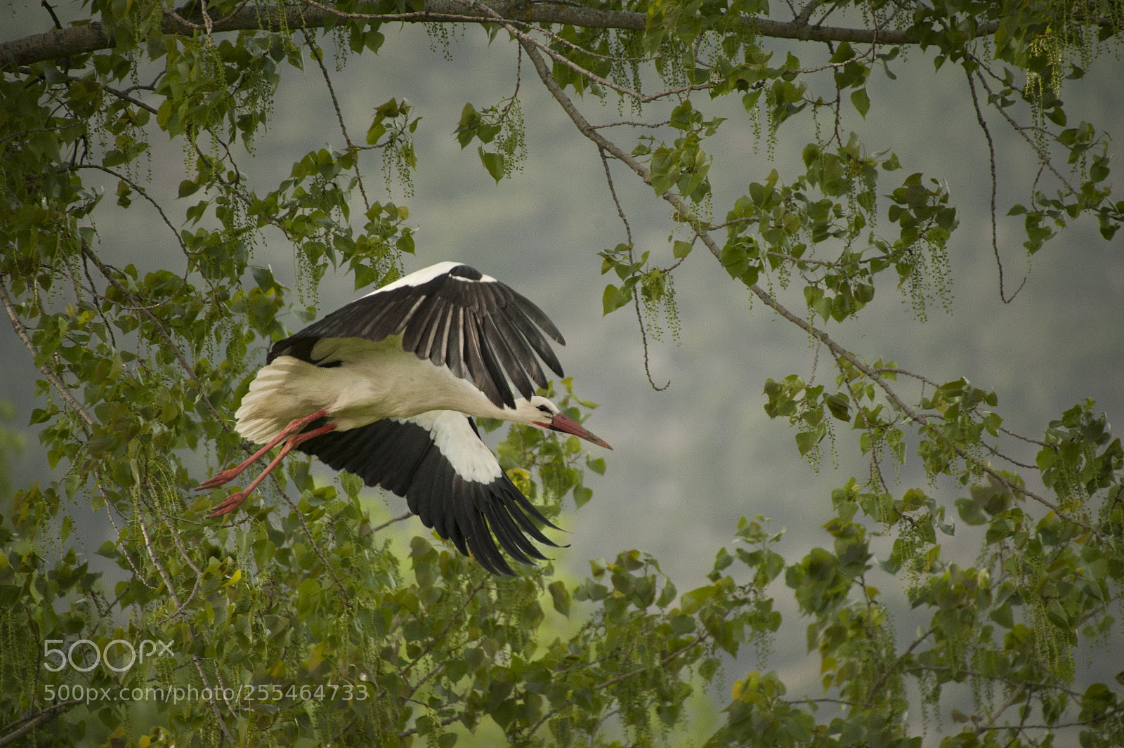 Nikon D700 sample photo. Lifting the flight photography