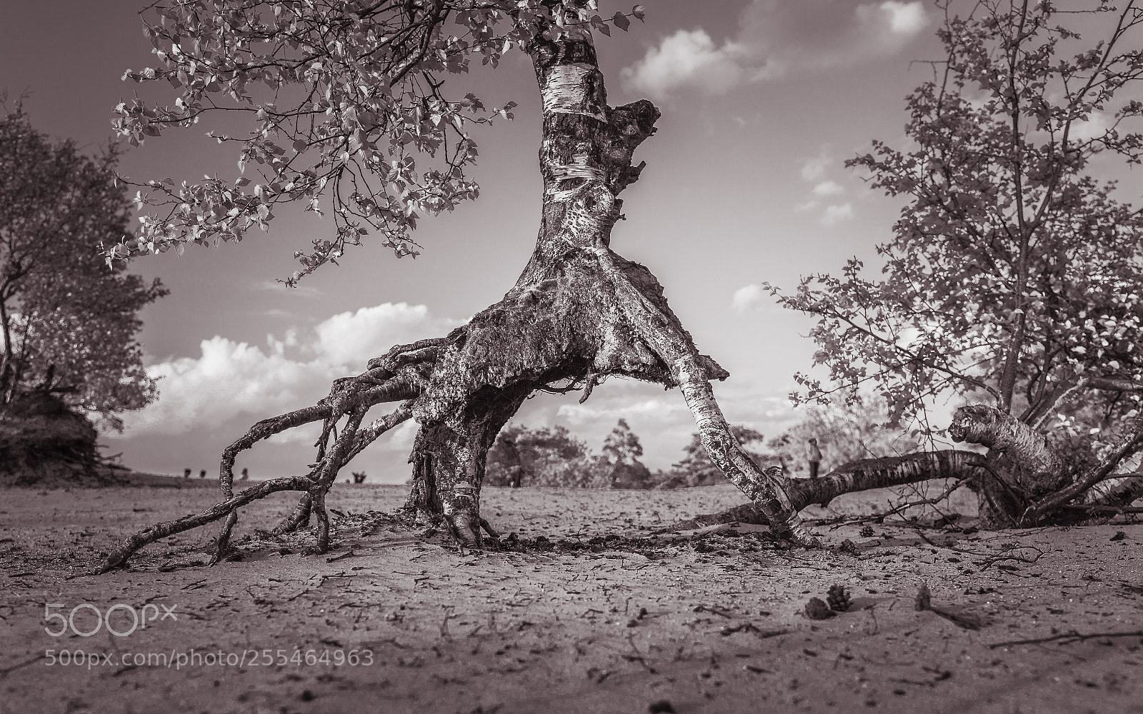 Canon EOS 70D sample photo. Roots photography