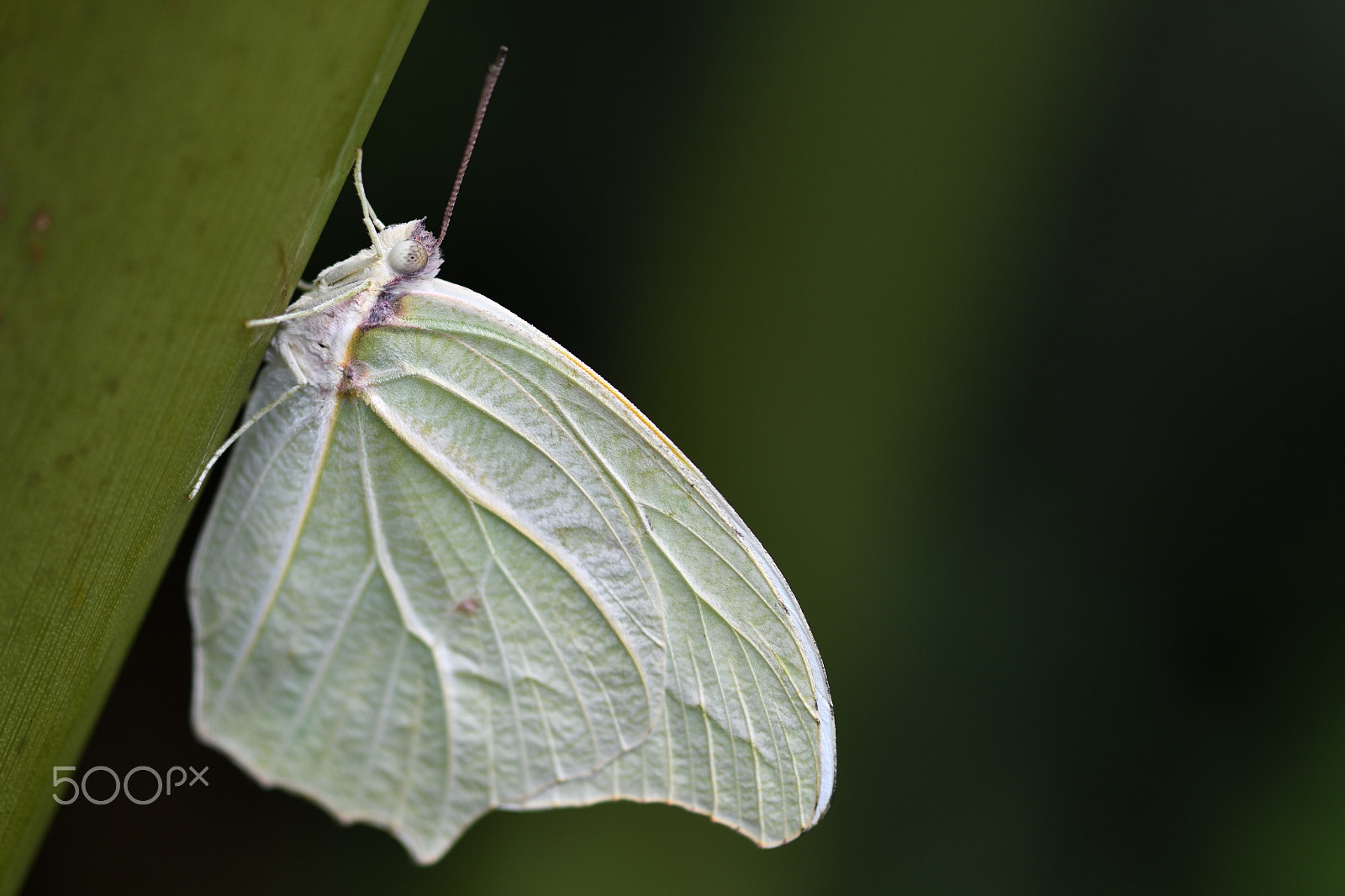 Nikon AF-S Micro-Nikkor 105mm F2.8G IF-ED VR sample photo. Catopsilia florella photography