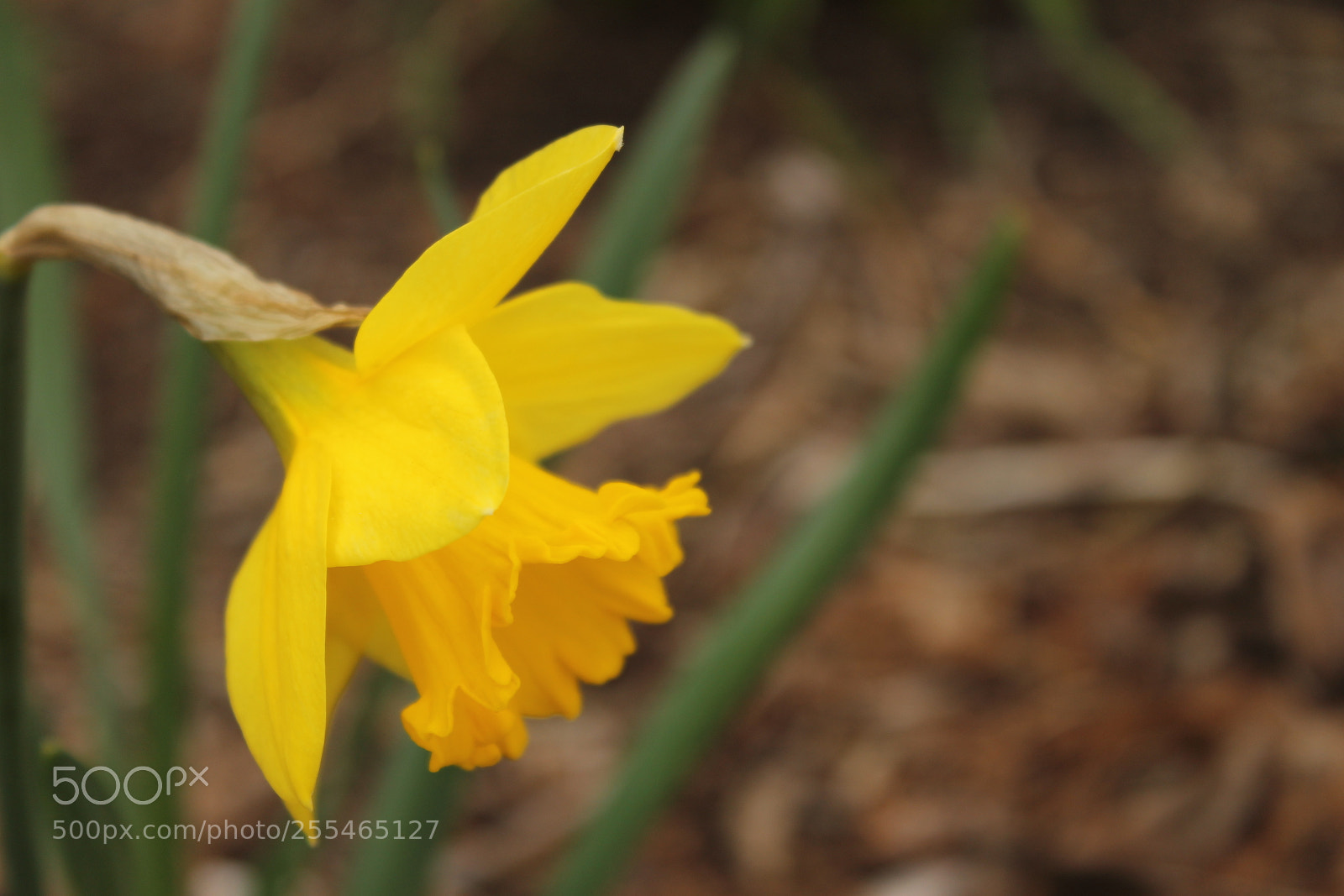 Canon EOS 1100D (EOS Rebel T3 / EOS Kiss X50) sample photo. Flower in d.c. photography