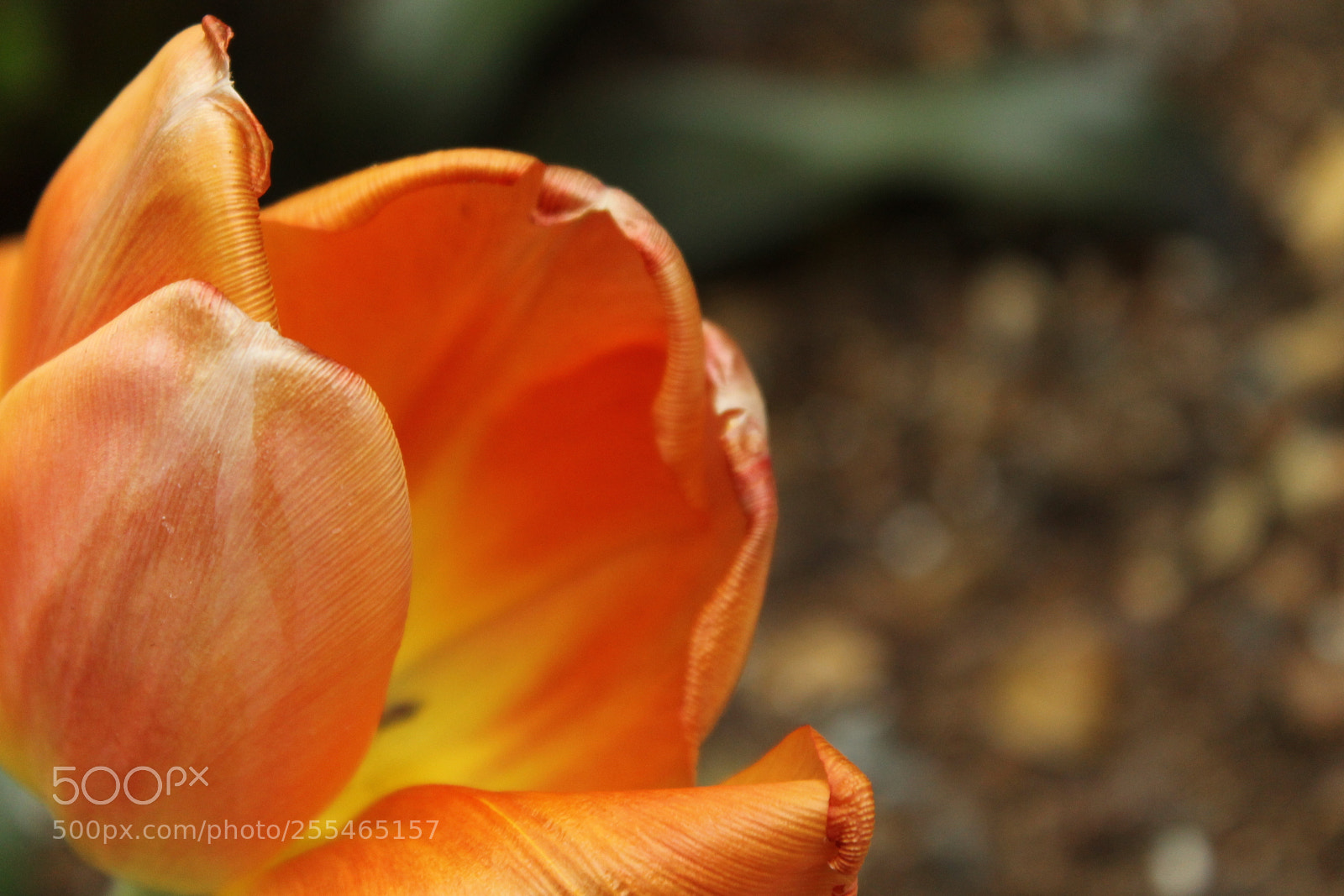 Canon EOS 1100D (EOS Rebel T3 / EOS Kiss X50) sample photo. Flower in d.c. 2 photography
