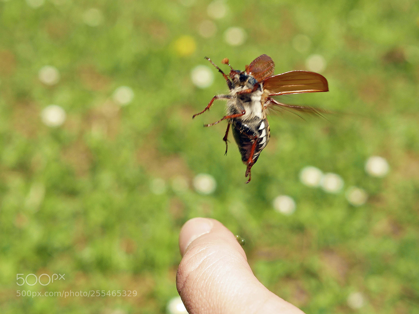 Panasonic DMC-G81 sample photo. ..and let him fly.. photography
