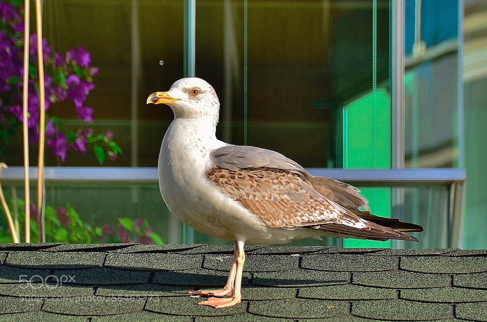 Nikon D7000 sample photo. My beautiful windows friend photography