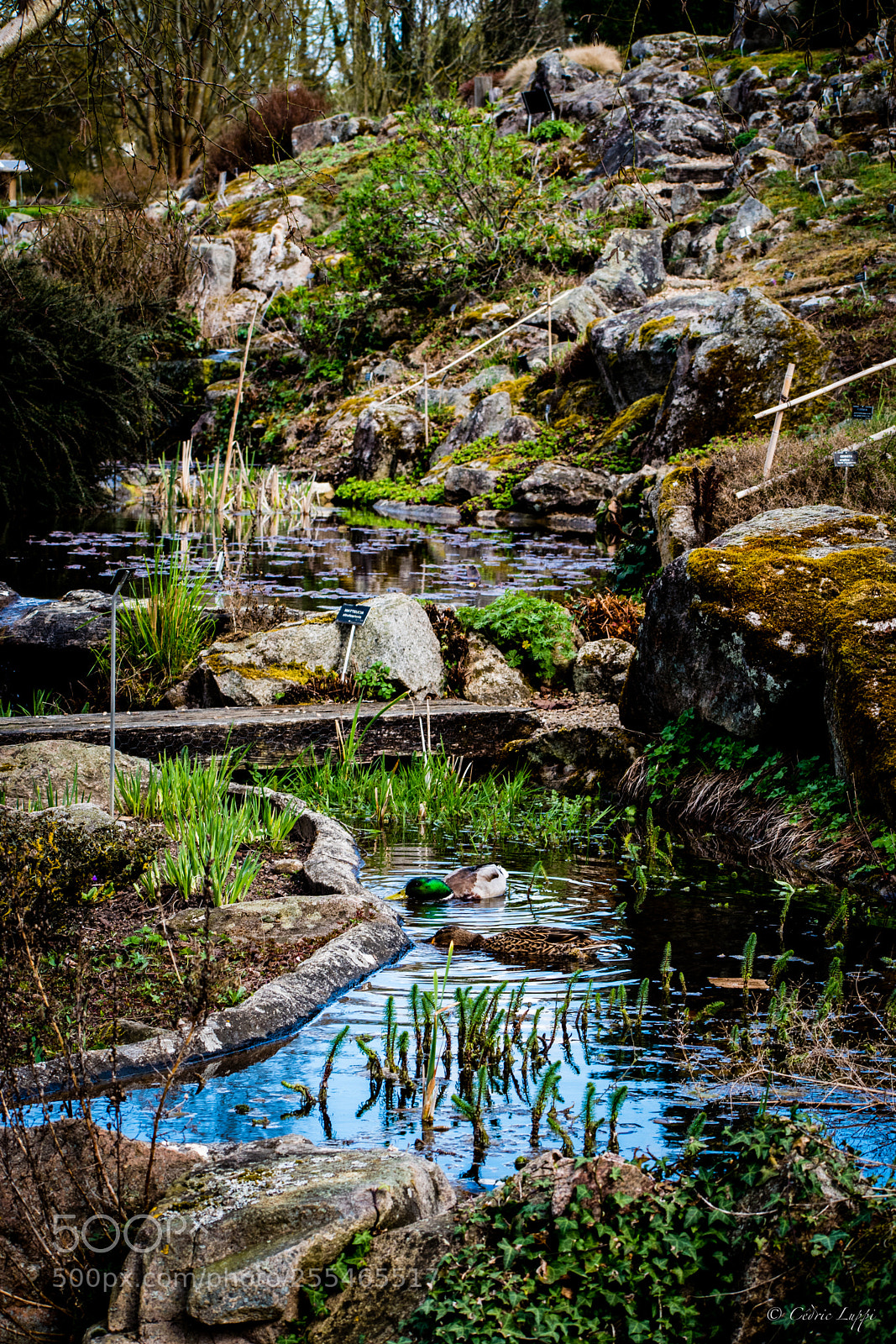 Nikon D5500 sample photo. Etangs en cascades photography