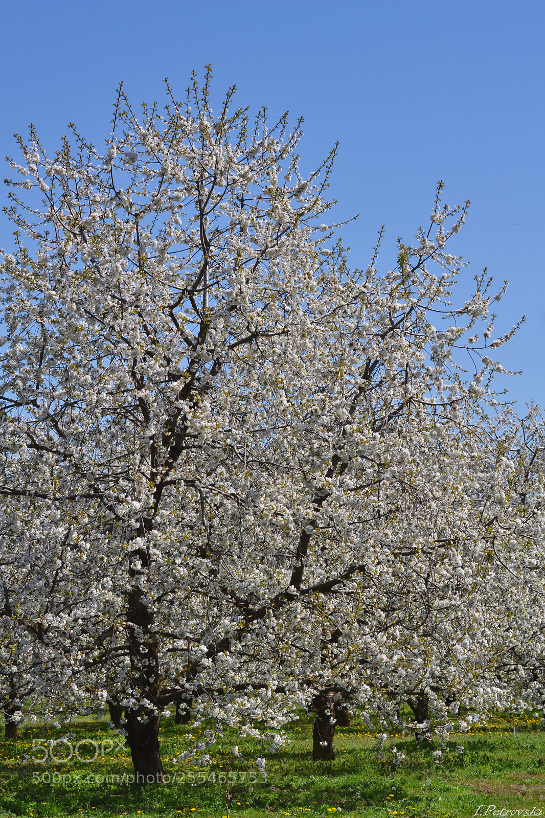 Nikon D3100 sample photo. Sspring coolor photography
