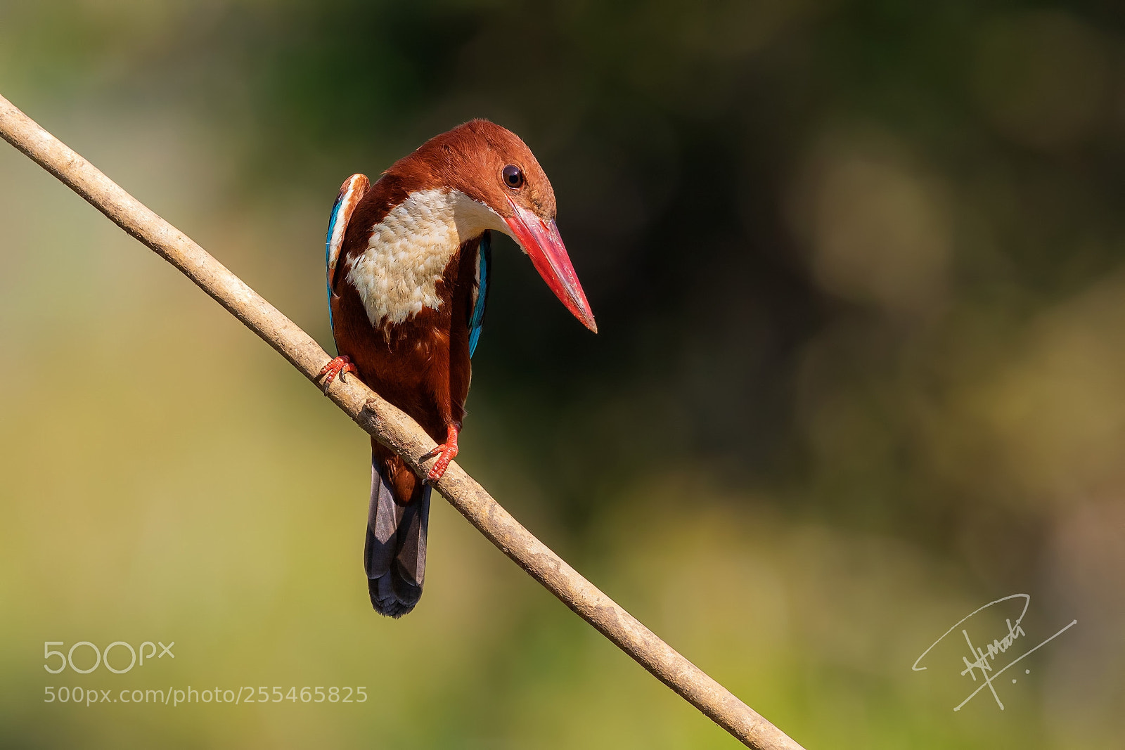 Canon EOS 5D Mark IV sample photo. Wbkf photography