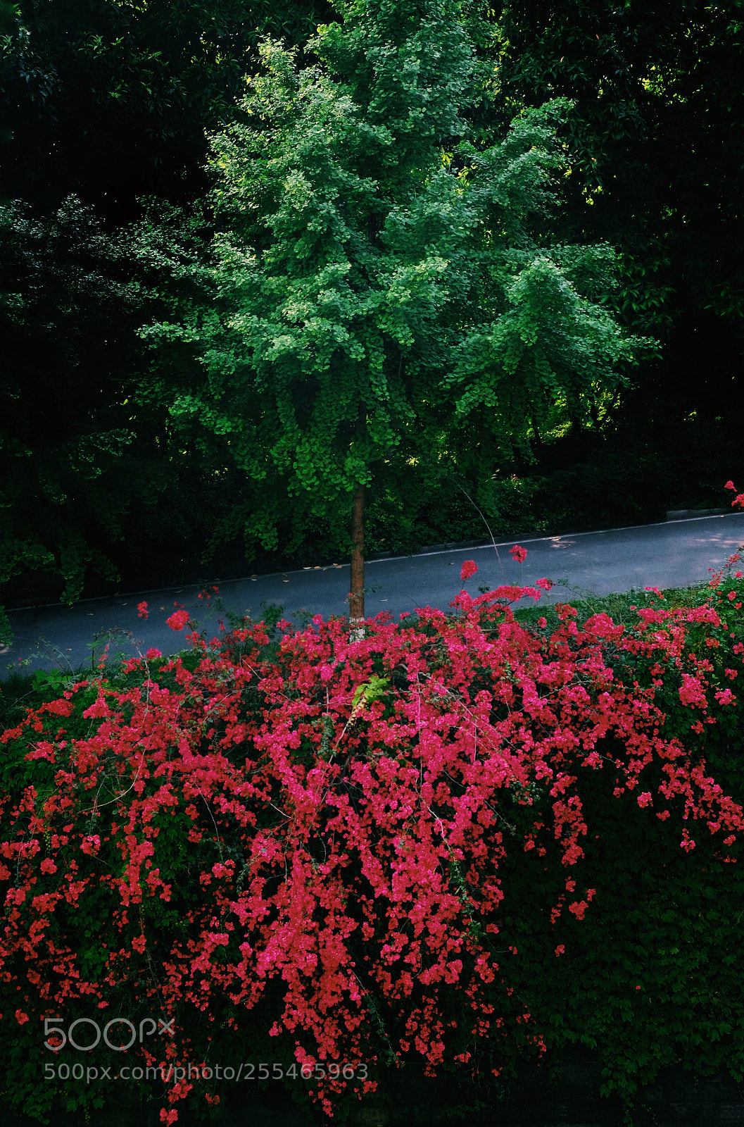 Fujifilm X-E2 sample photo. 红配绿 photography